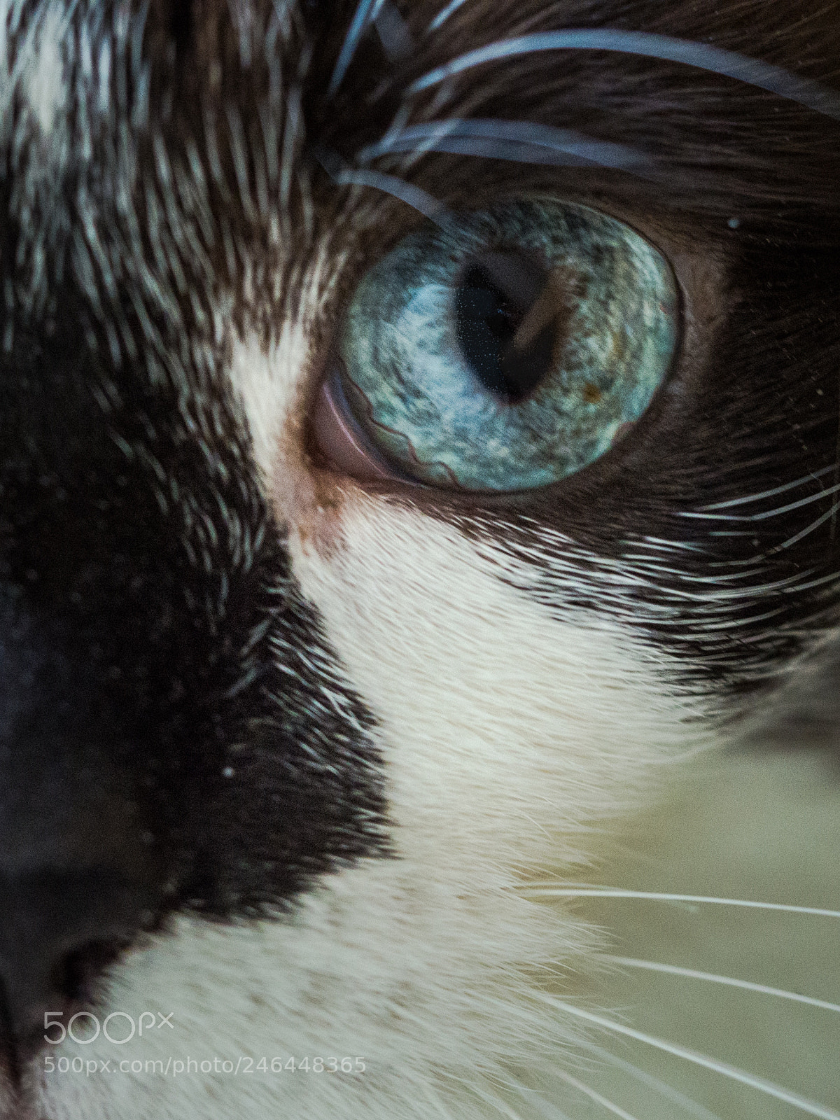 Olympus OM-D E-M10 II sample photo. The eye photography