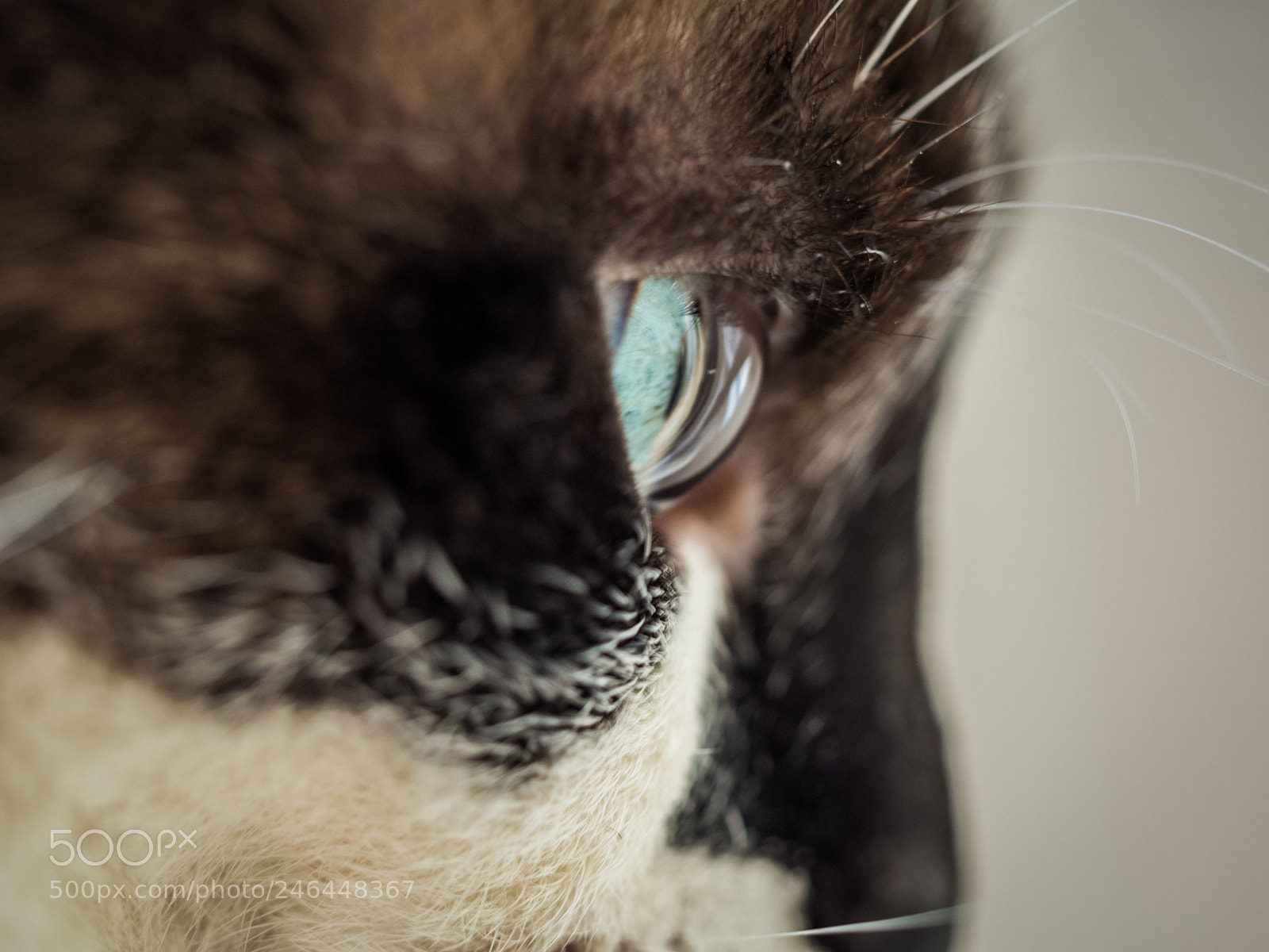 Olympus OM-D E-M10 II sample photo. The nose photography