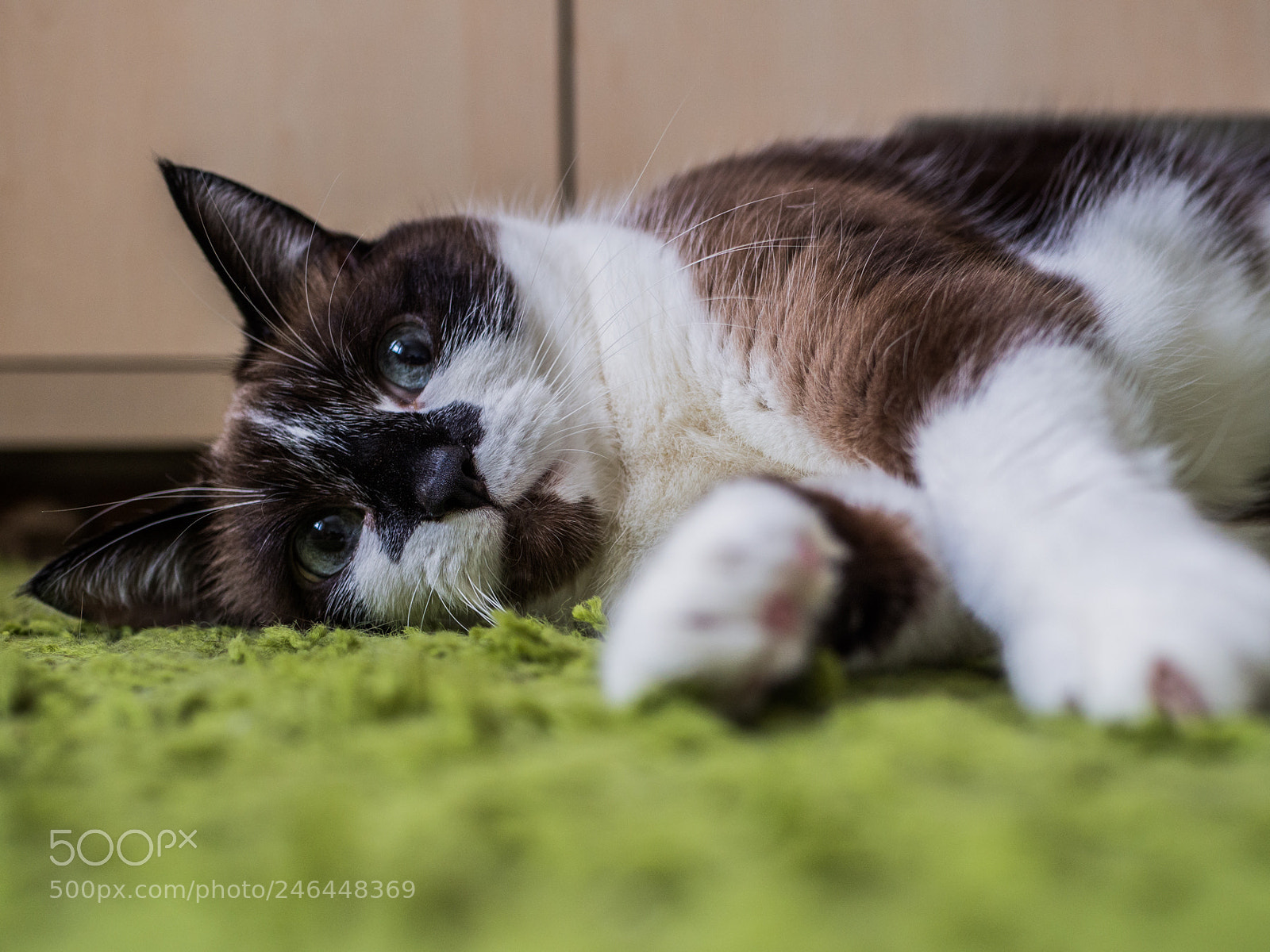 Olympus OM-D E-M10 II sample photo. Chill photography