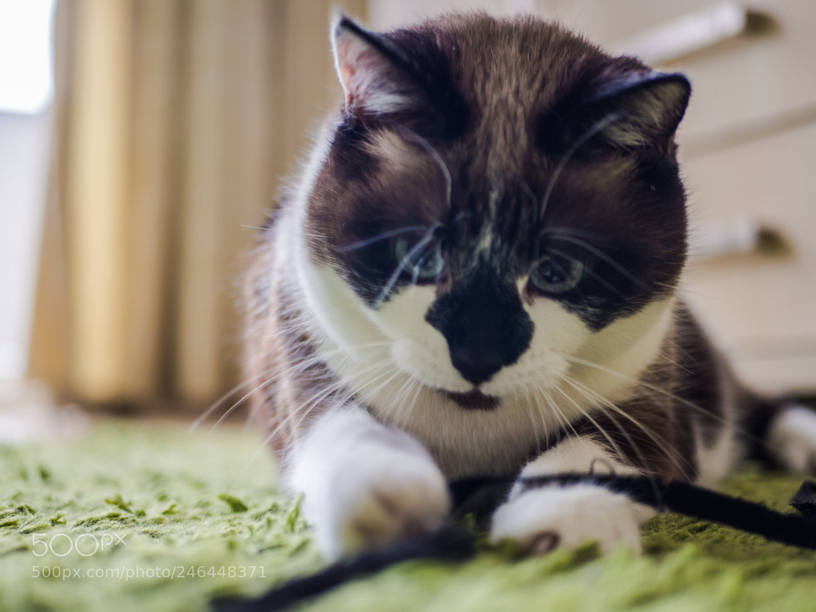 Olympus OM-D E-M10 II sample photo. The fun photography