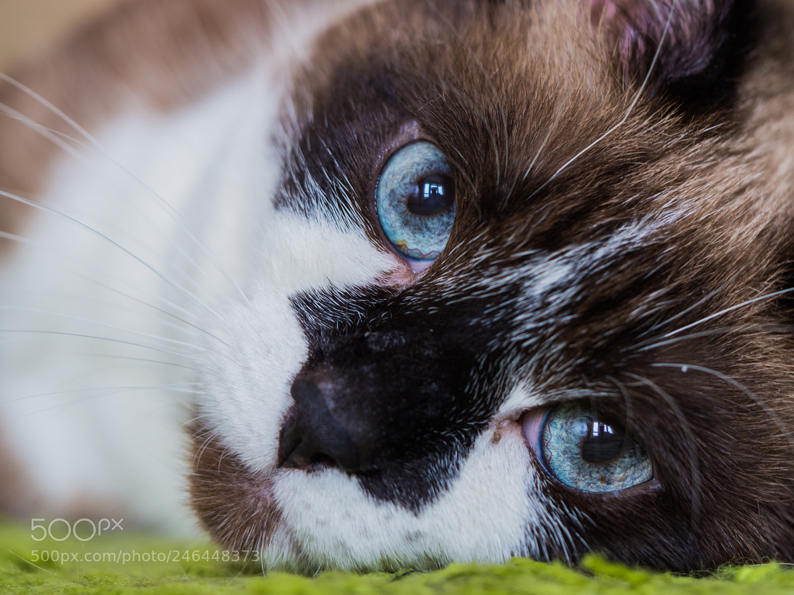 Olympus OM-D E-M10 II sample photo. The look photography