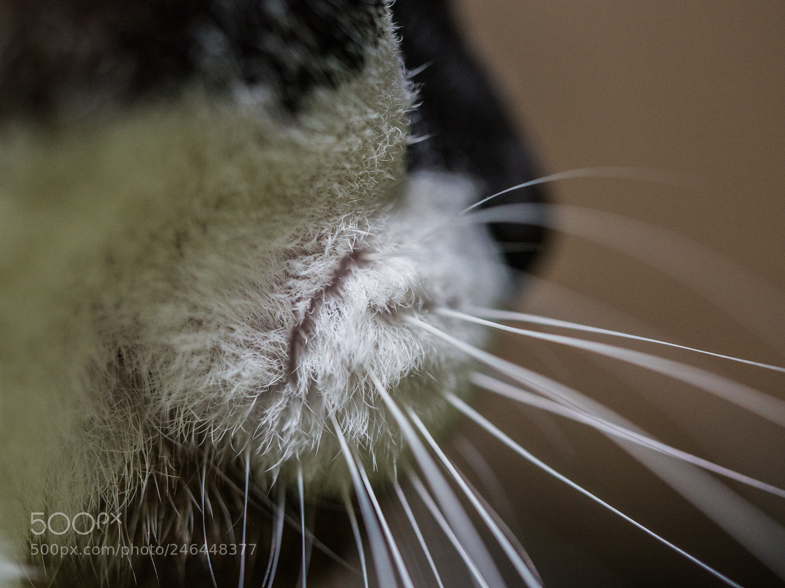 Olympus OM-D E-M10 II sample photo. The whiskers photography