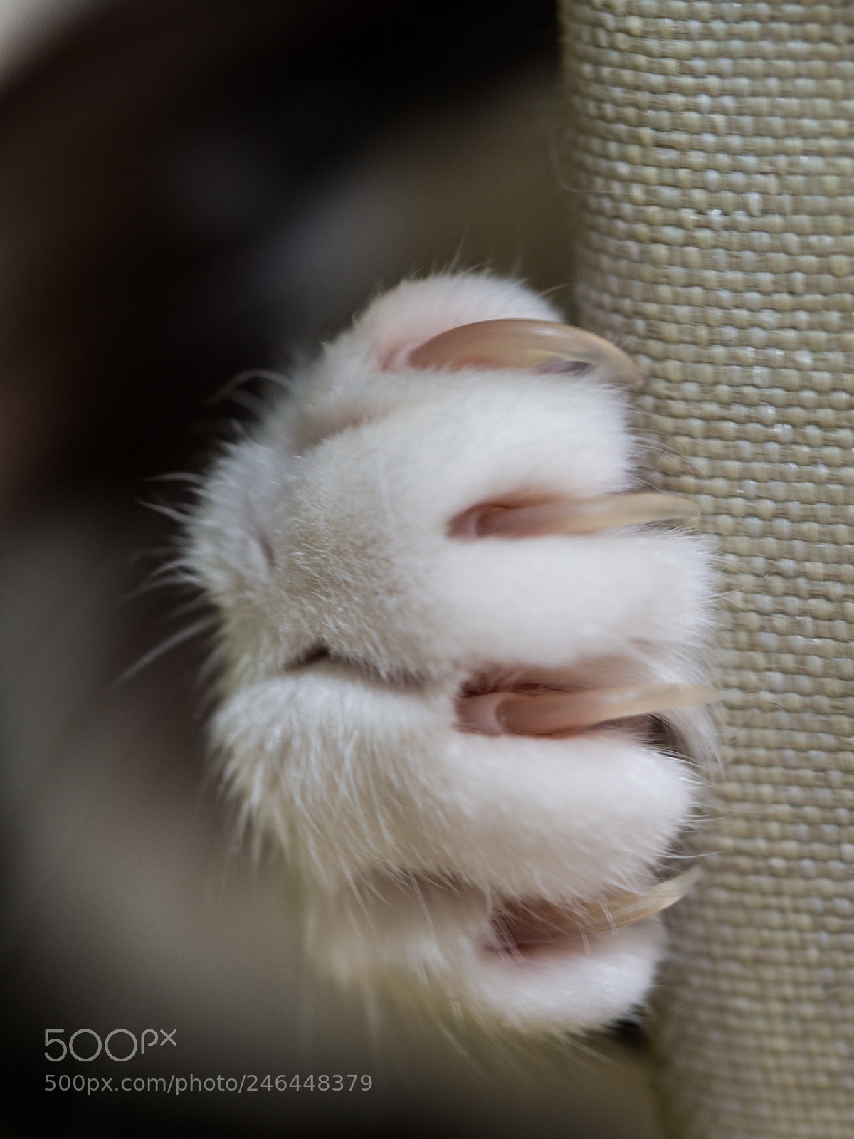 Olympus OM-D E-M10 II sample photo. The cat's claws photography