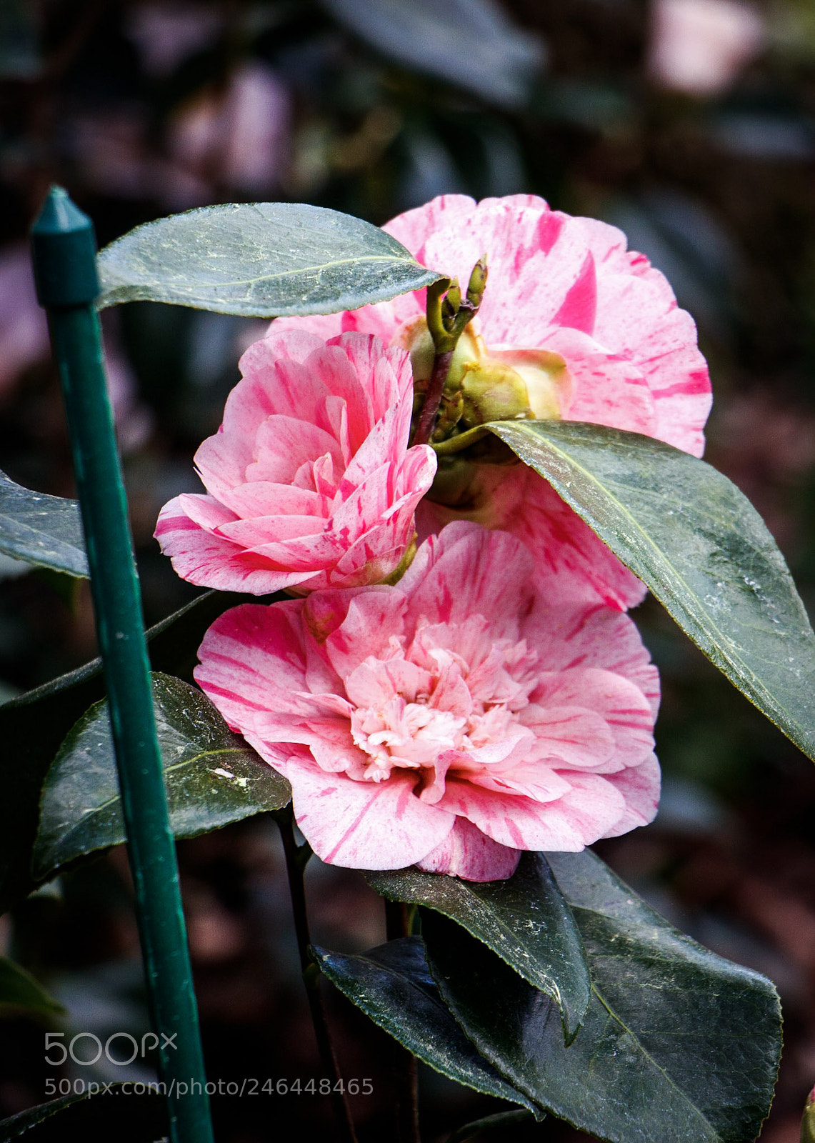 Canon EOS 760D (EOS Rebel T6s / EOS 8000D) sample photo. Pink flower photography
