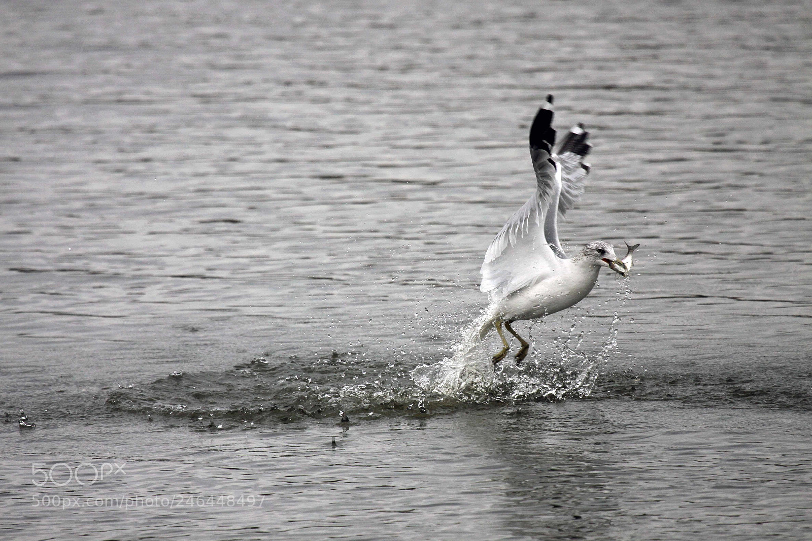 Canon EOS 50D sample photo. Sea gull at howell photography