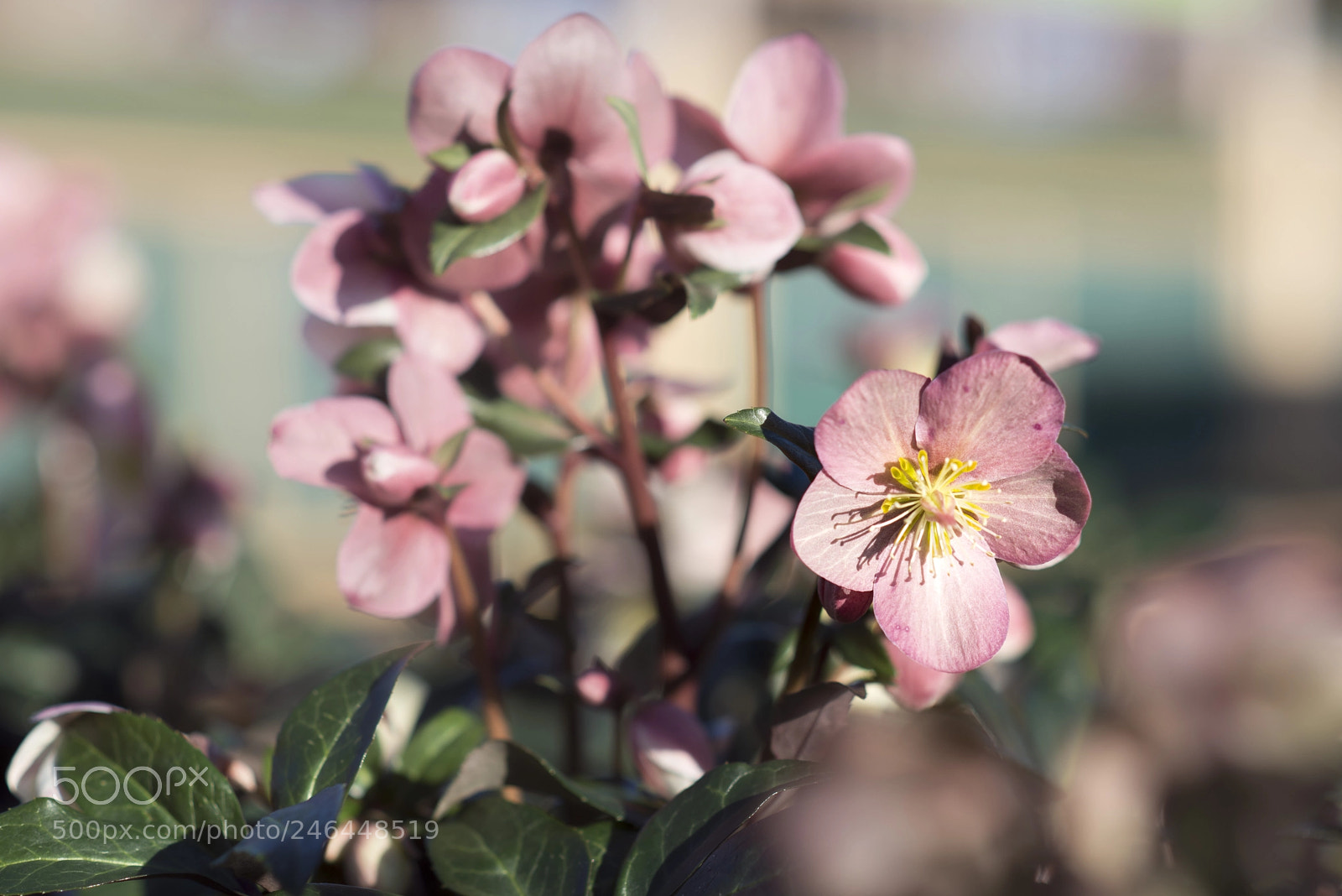 Nikon D610 sample photo. Dreamscapes photography