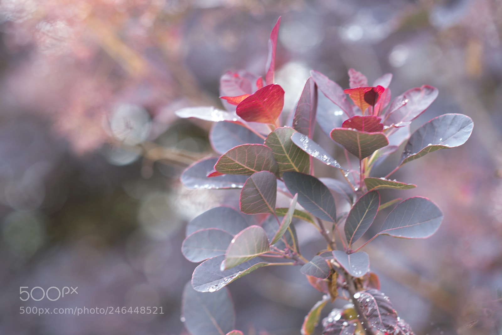 Nikon D610 sample photo. Dreamscapes photography