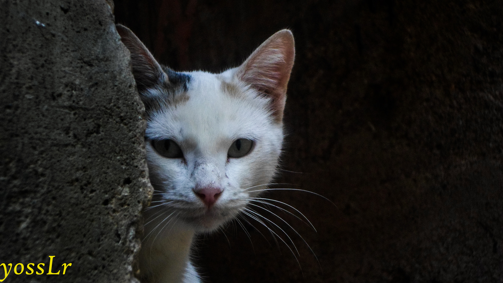 Samsung ES95 sample photo. Sam_0036-14.jpg photography