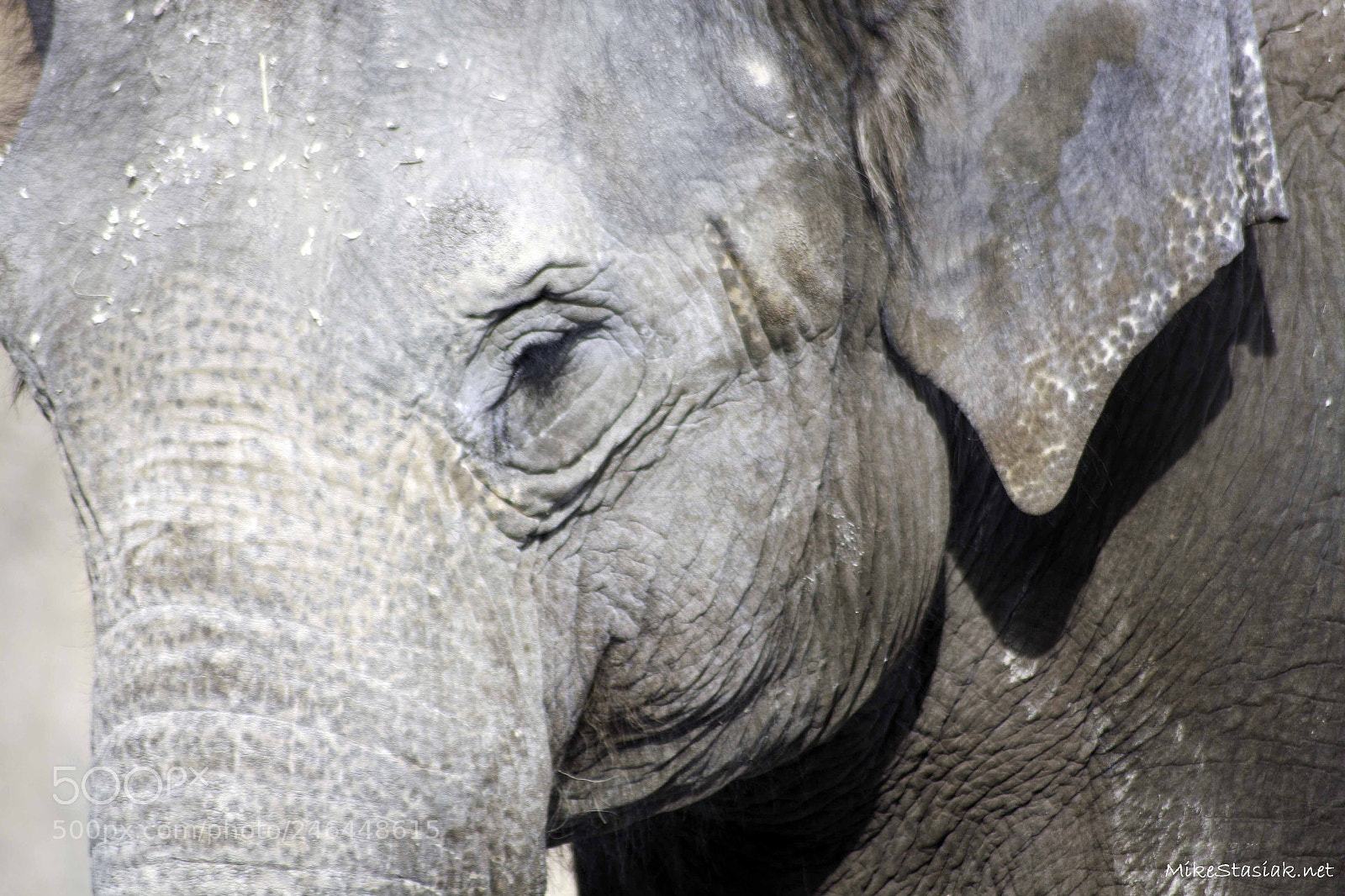 Canon EOS 50D sample photo. Elephant head photography