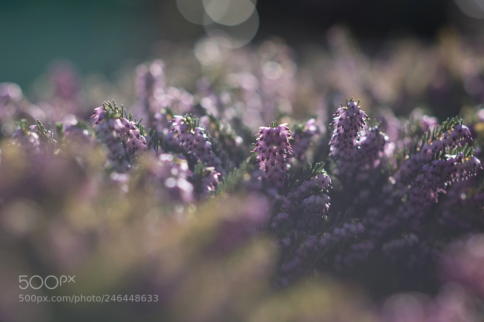 Nikon D610 sample photo. Dreamscapes photography