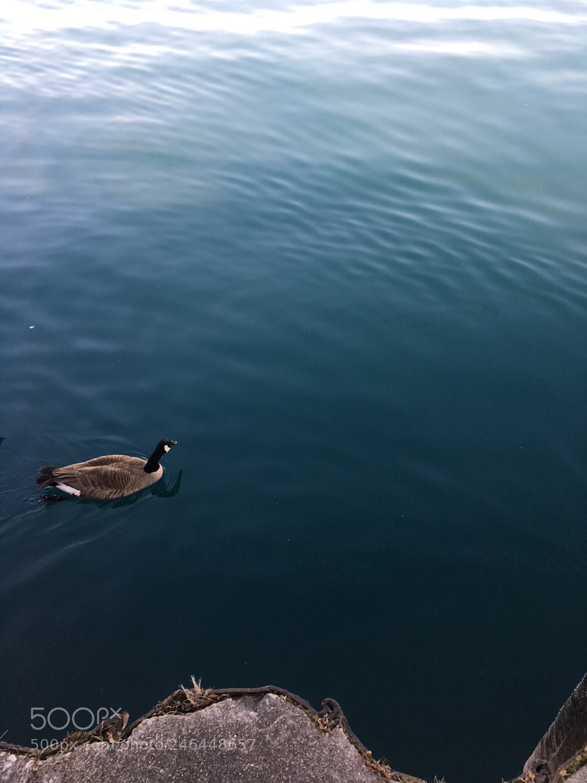 Apple iPhone 6s Plus sample photo. Lonely photography