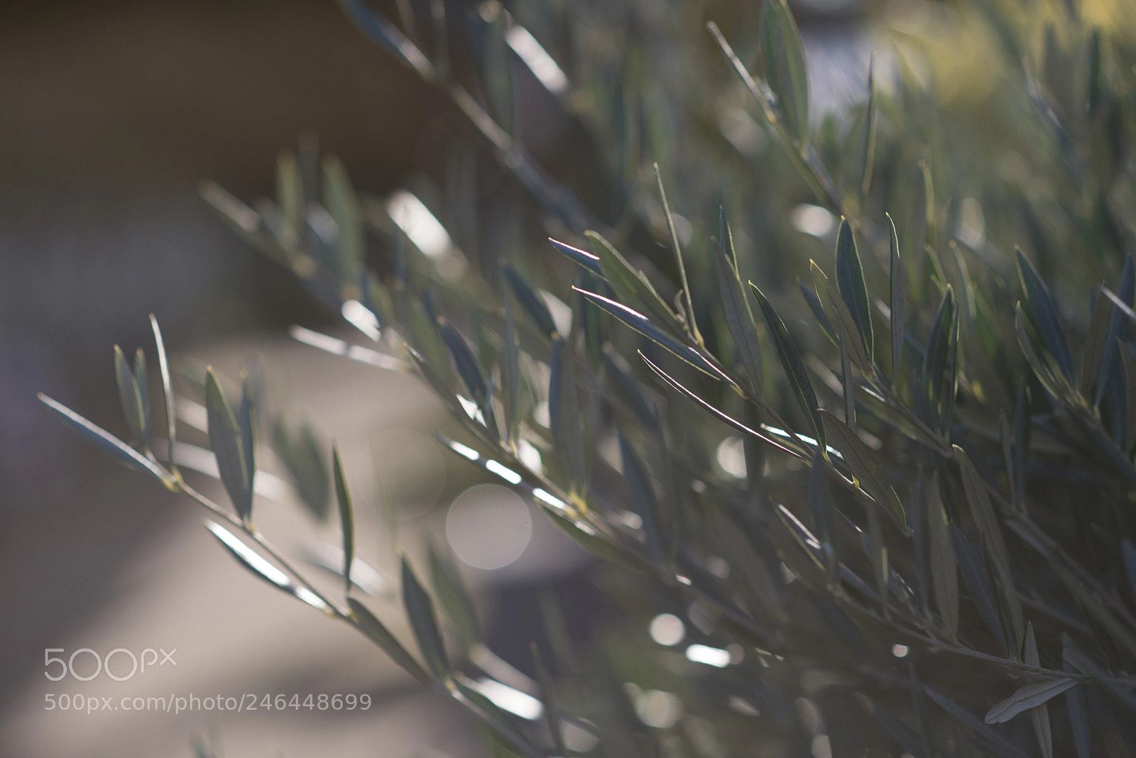 Nikon D610 sample photo. Dreamscapes photography