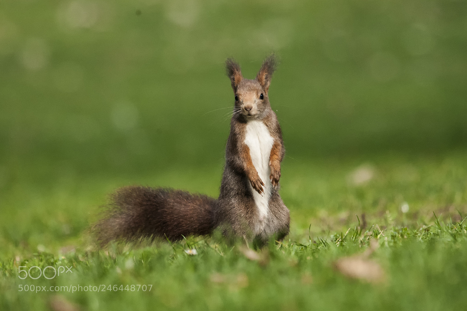 Canon EOS-1D Mark III sample photo. Squirrel photography
