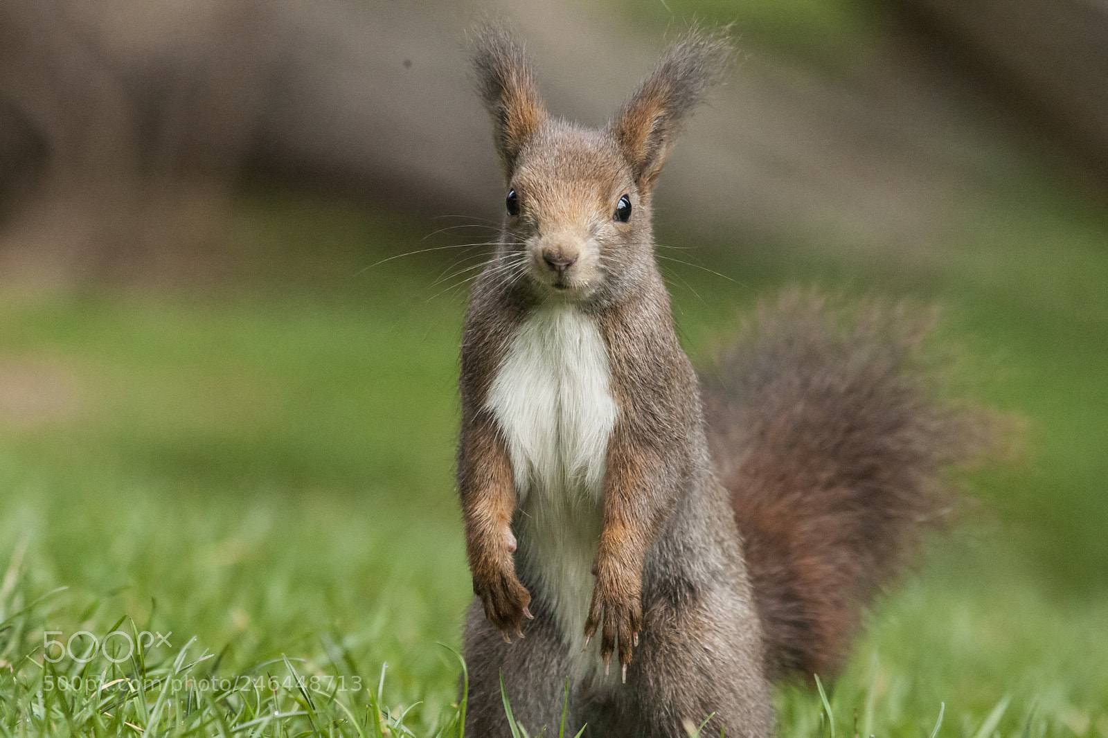 Canon EOS-1D Mark III sample photo. Squirrel photography