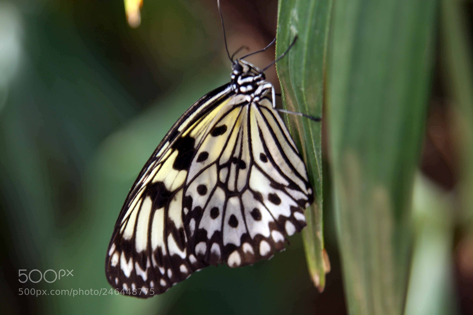 Canon EOS 50D sample photo. Vertical butterfly photography