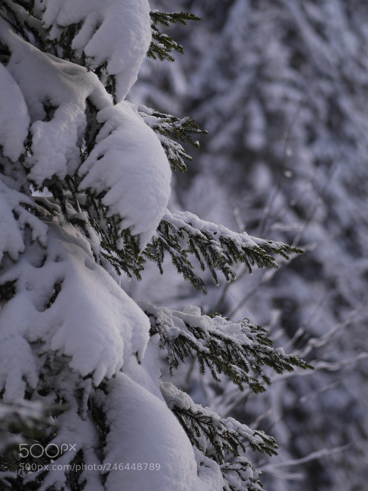 Panasonic Lumix DMC-GH3 sample photo. Winter landscape fir photography