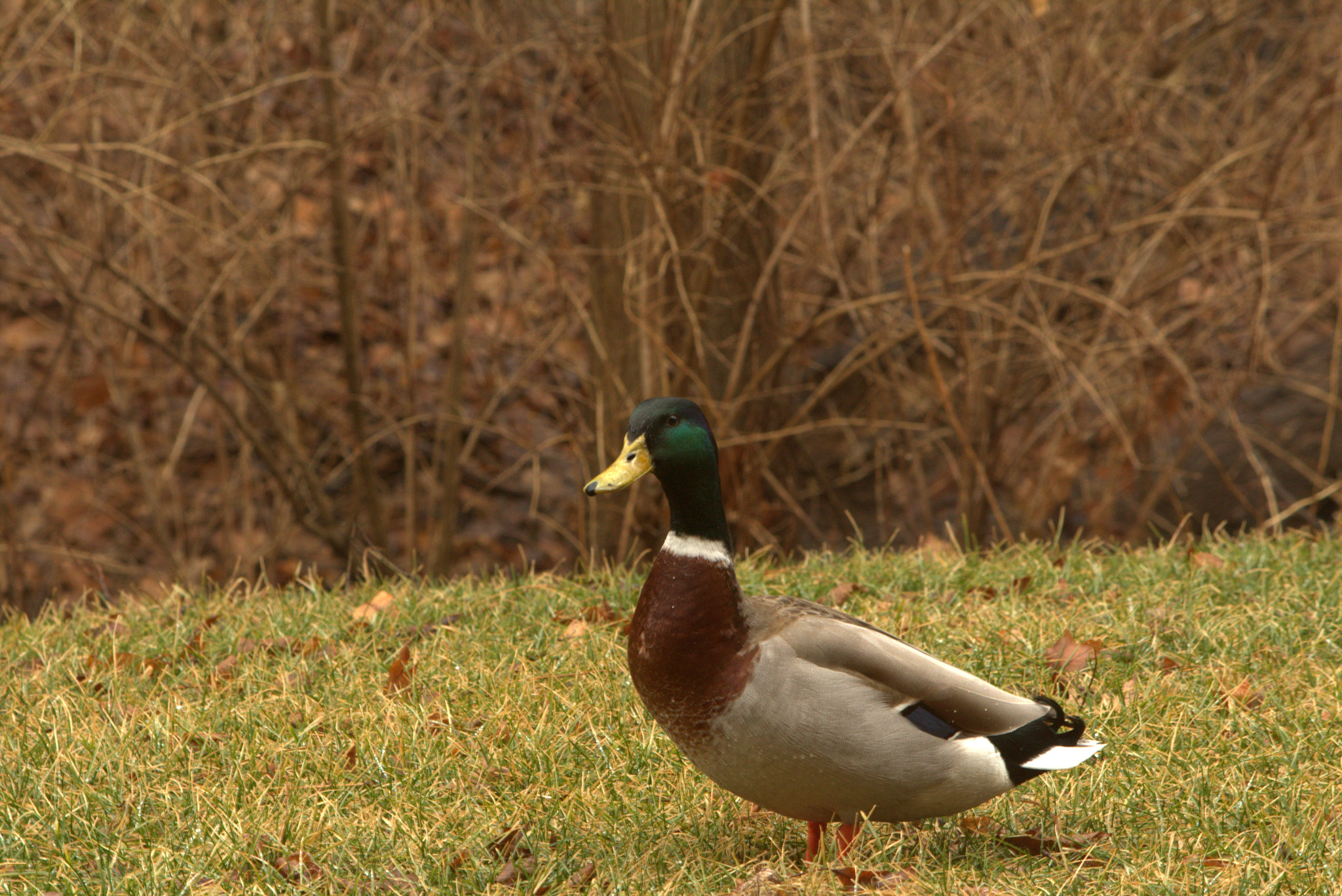 Canon EF-S 55-250mm F4-5.6 IS II sample photo. Duck photography