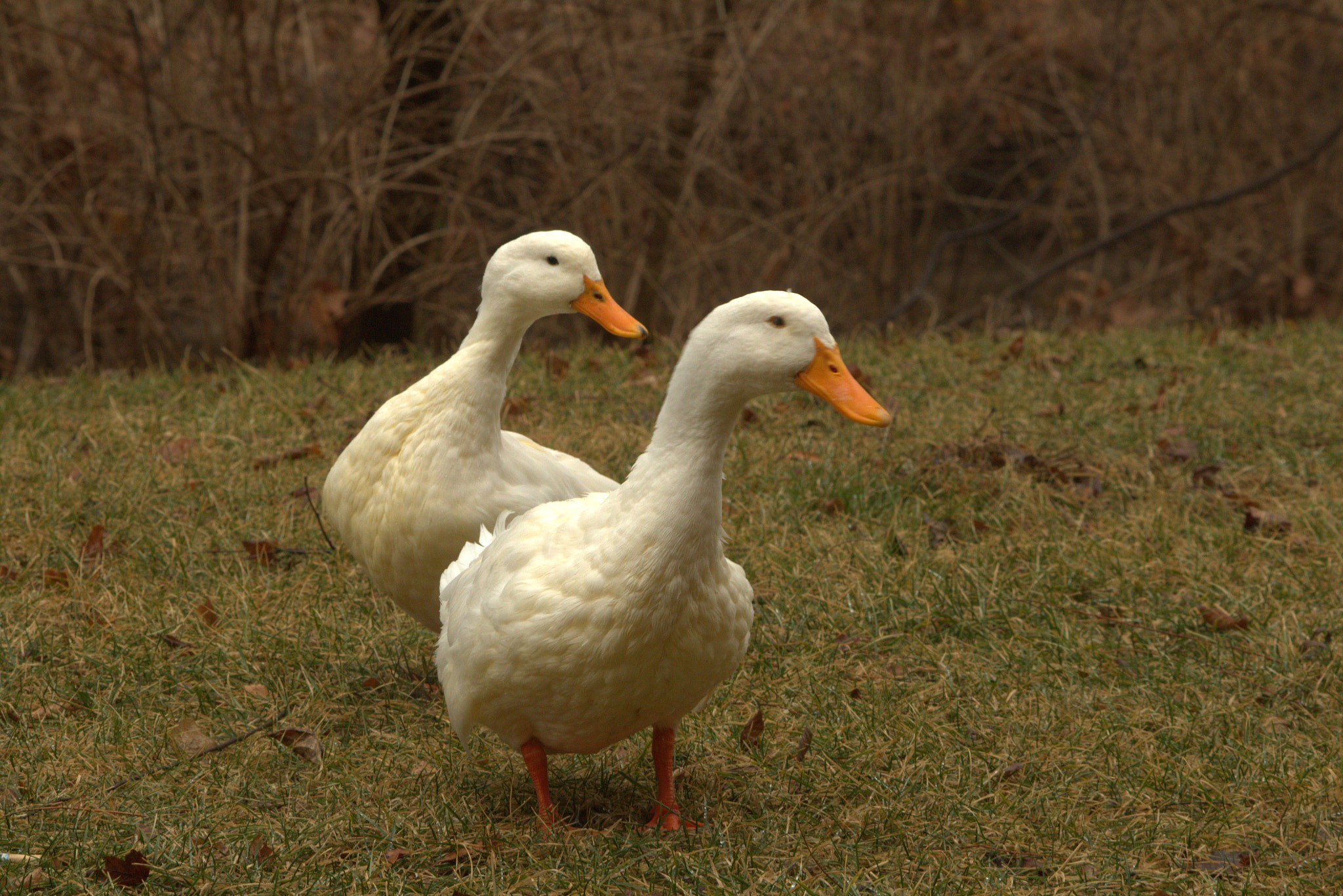 Canon EF-S 55-250mm F4-5.6 IS II sample photo. 2 white ducks photography