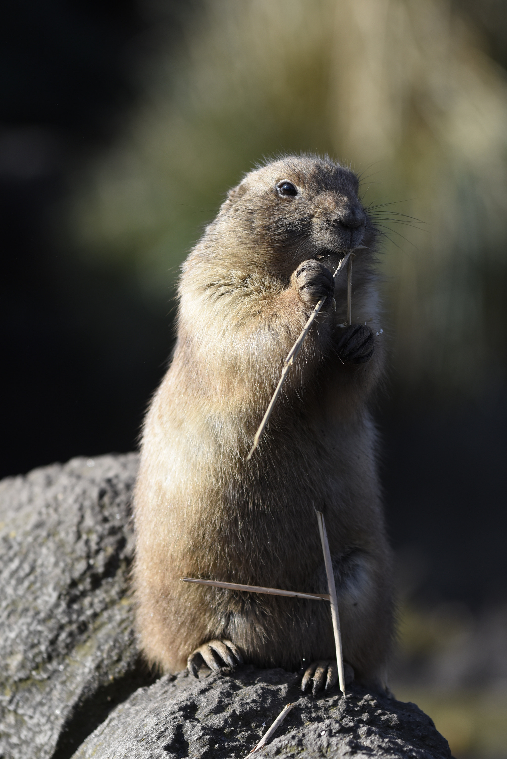Nikon AF-S Nikkor 70-200mm F4G ED VR sample photo. Prairie dog photography
