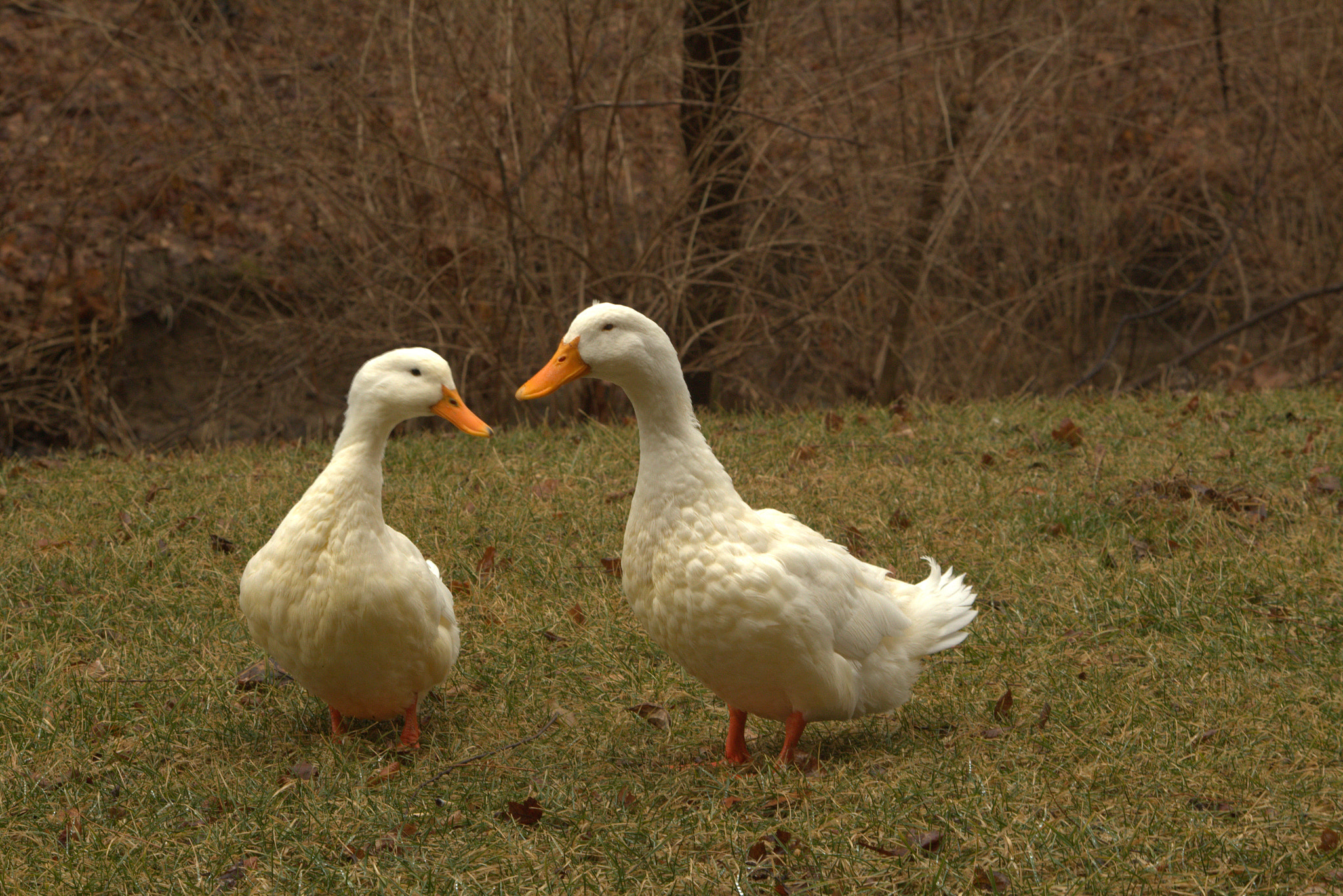 Canon EF-S 55-250mm F4-5.6 IS II sample photo. 2 white ducks photography