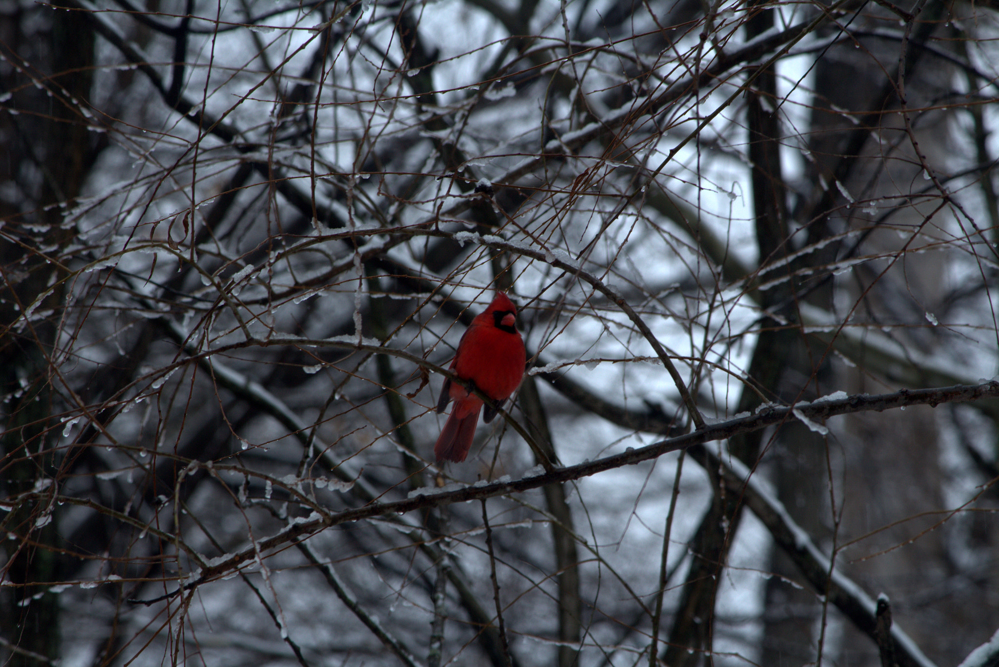 Canon EF-S 55-250mm F4-5.6 IS II sample photo. Cardinal bird photography