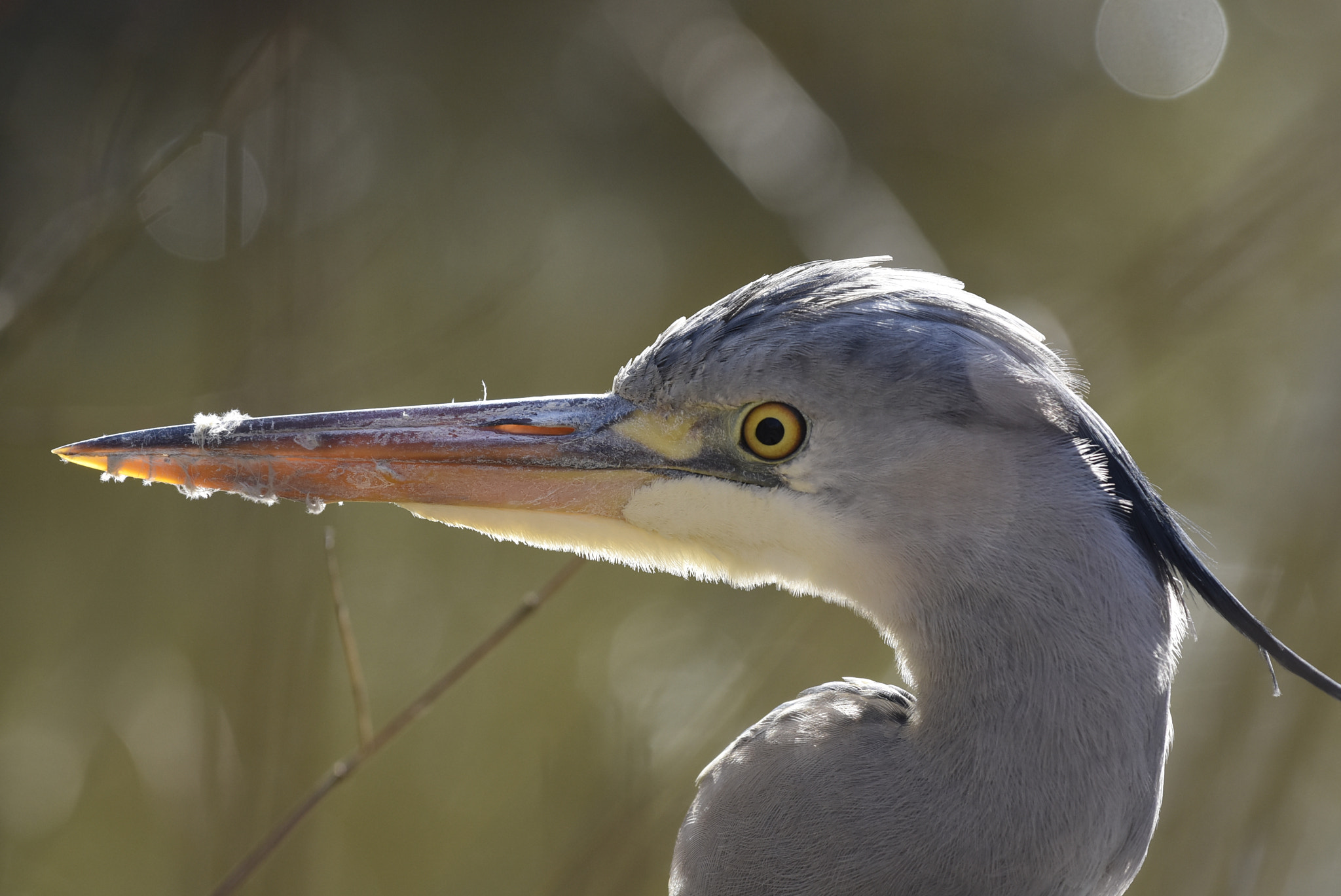 Nikon AF-S Nikkor 70-200mm F4G ED VR sample photo. Heron photography