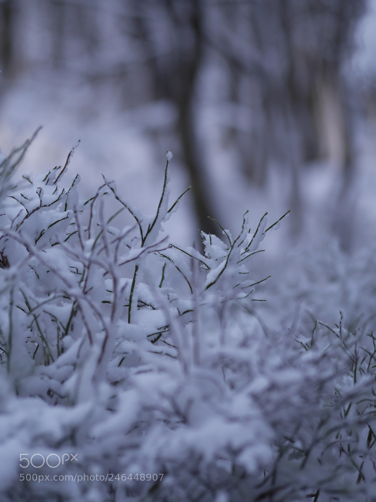 Panasonic Lumix DMC-GH3 sample photo. Close-up of winter fir photography