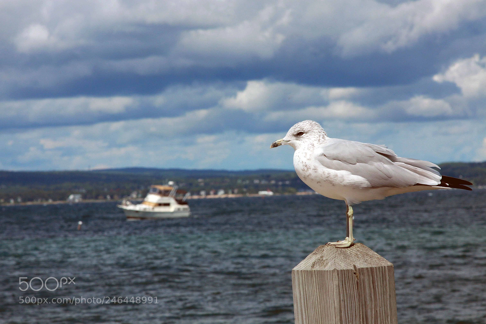 Canon EOS 50D sample photo. Seagull on post photography