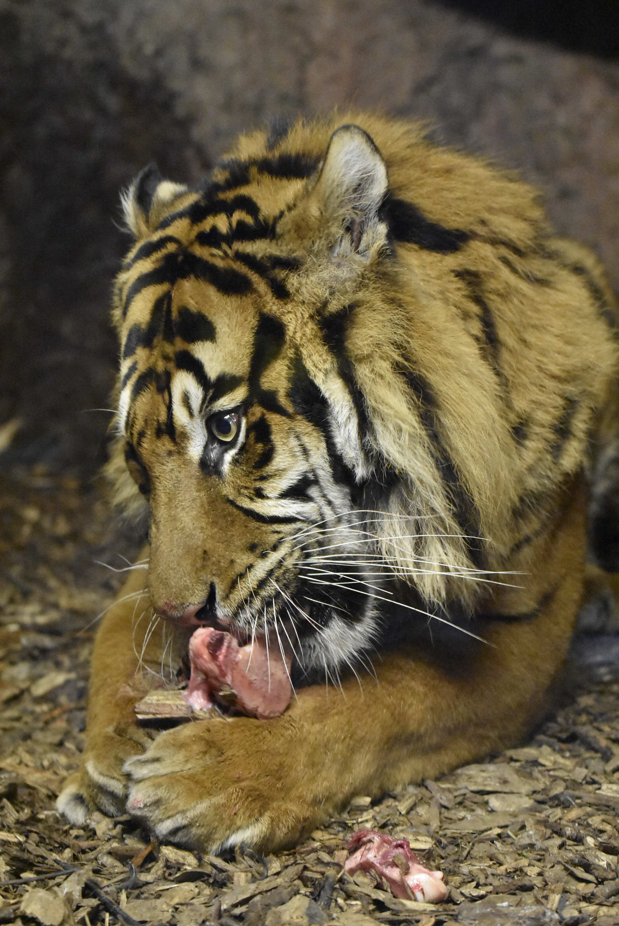 Nikon D7200 + Nikon AF-S Nikkor 70-200mm F4G ED VR sample photo. Zoo rotterdam: tiger photography