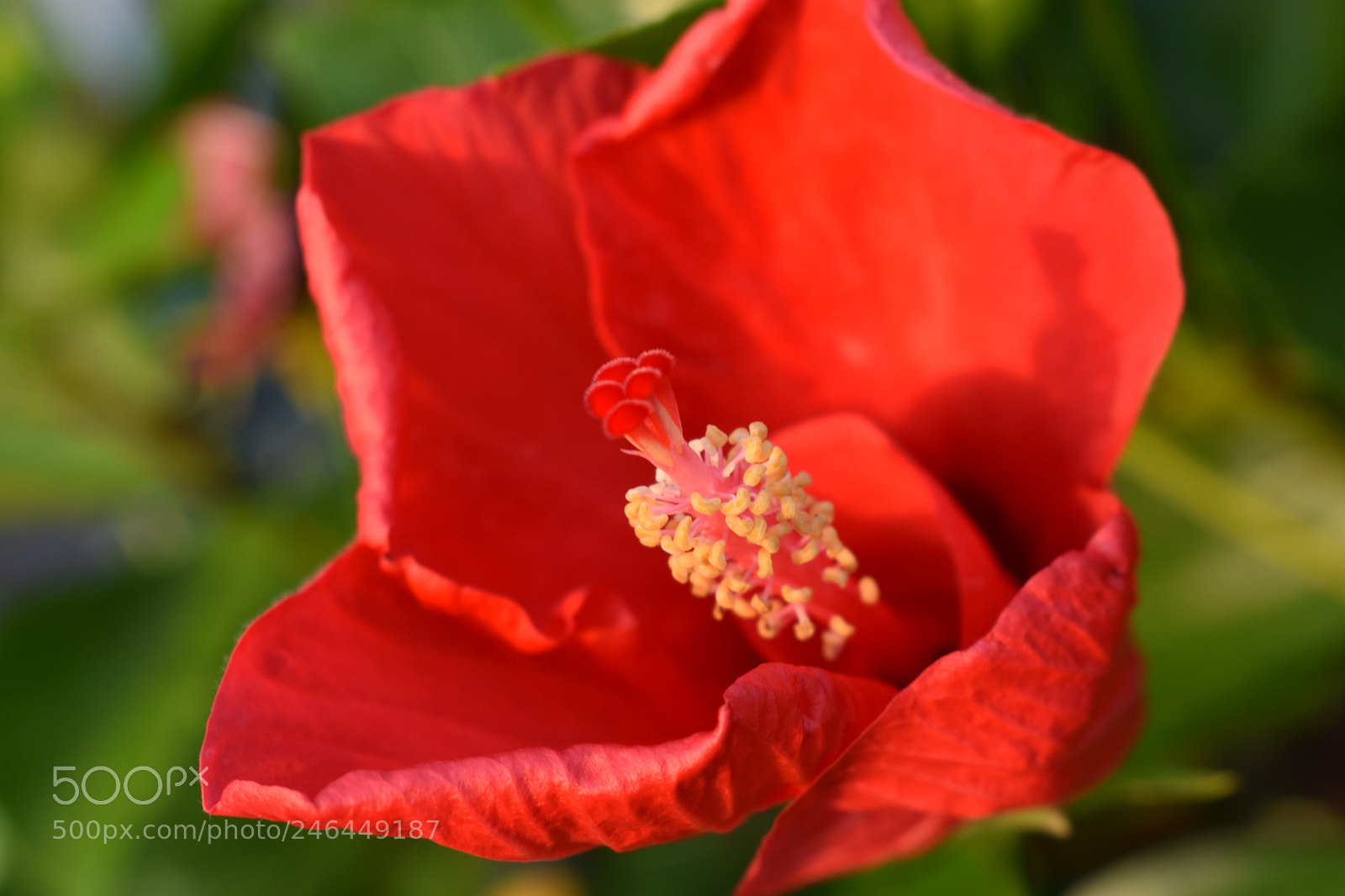 Nikon D3400 sample photo. Dsc photography