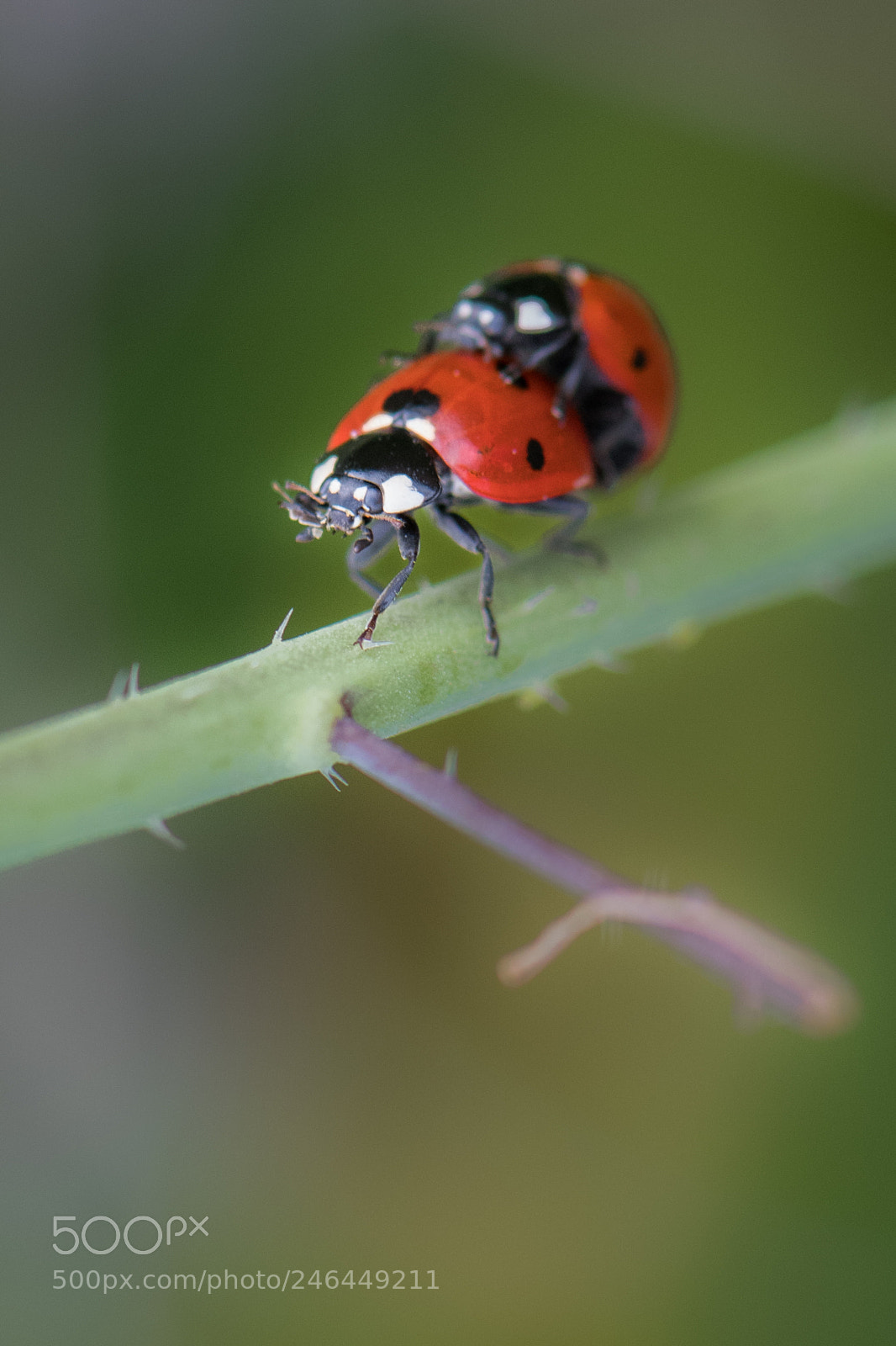 Nikon D500 sample photo. Hard work photography