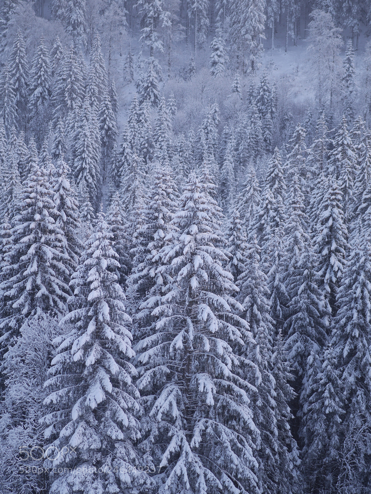 Panasonic Lumix DMC-GH3 sample photo. Winter landscape fir photography