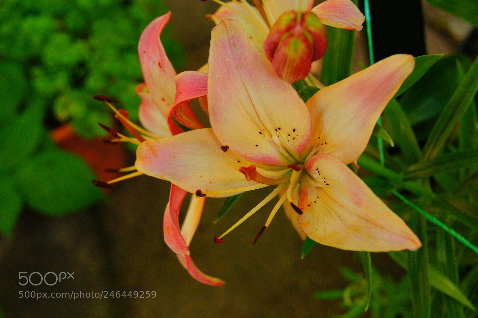 Sony SLT-A33 sample photo. Lilly photography
