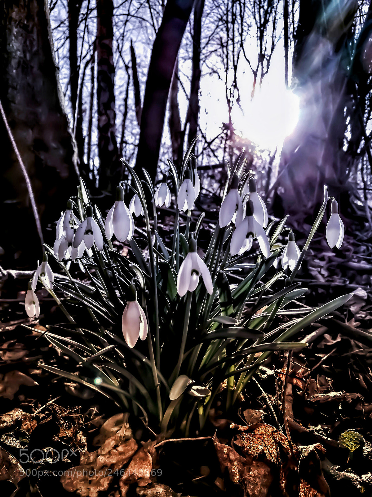 HUAWEI P9 sample photo. Snowdrops photography