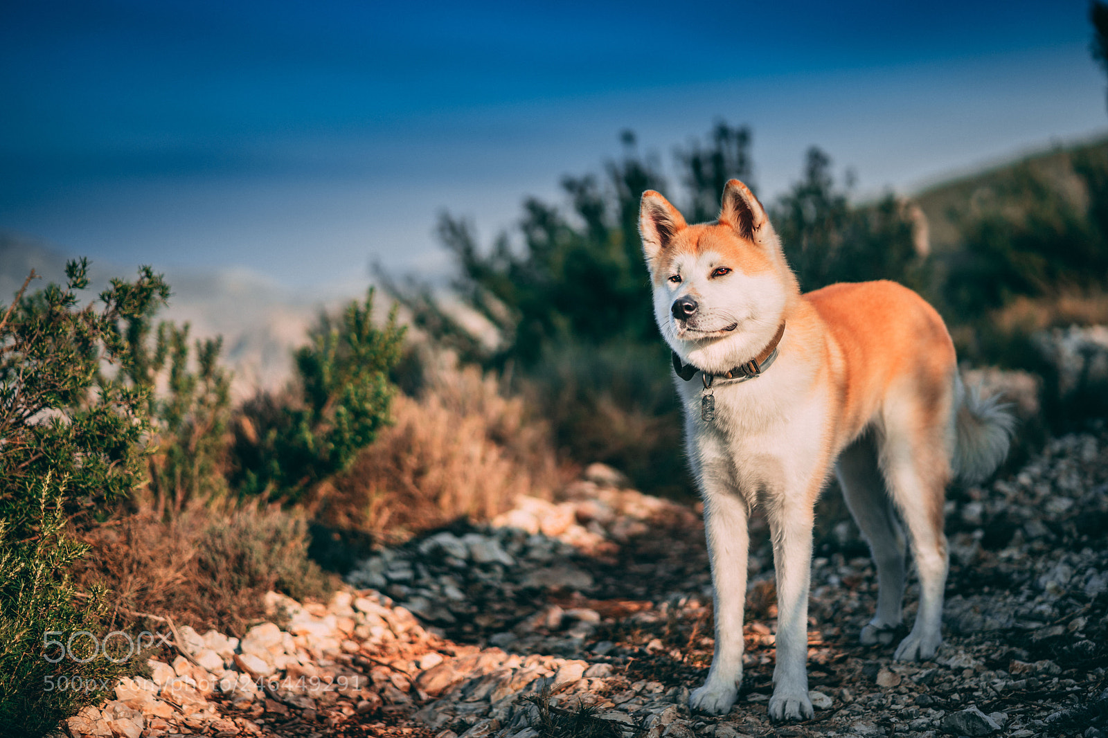 Sony a7 II sample photo. Out and about!! photography