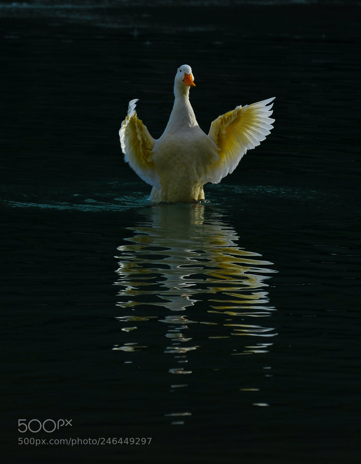 Nikon D3 sample photo. Maestro photography