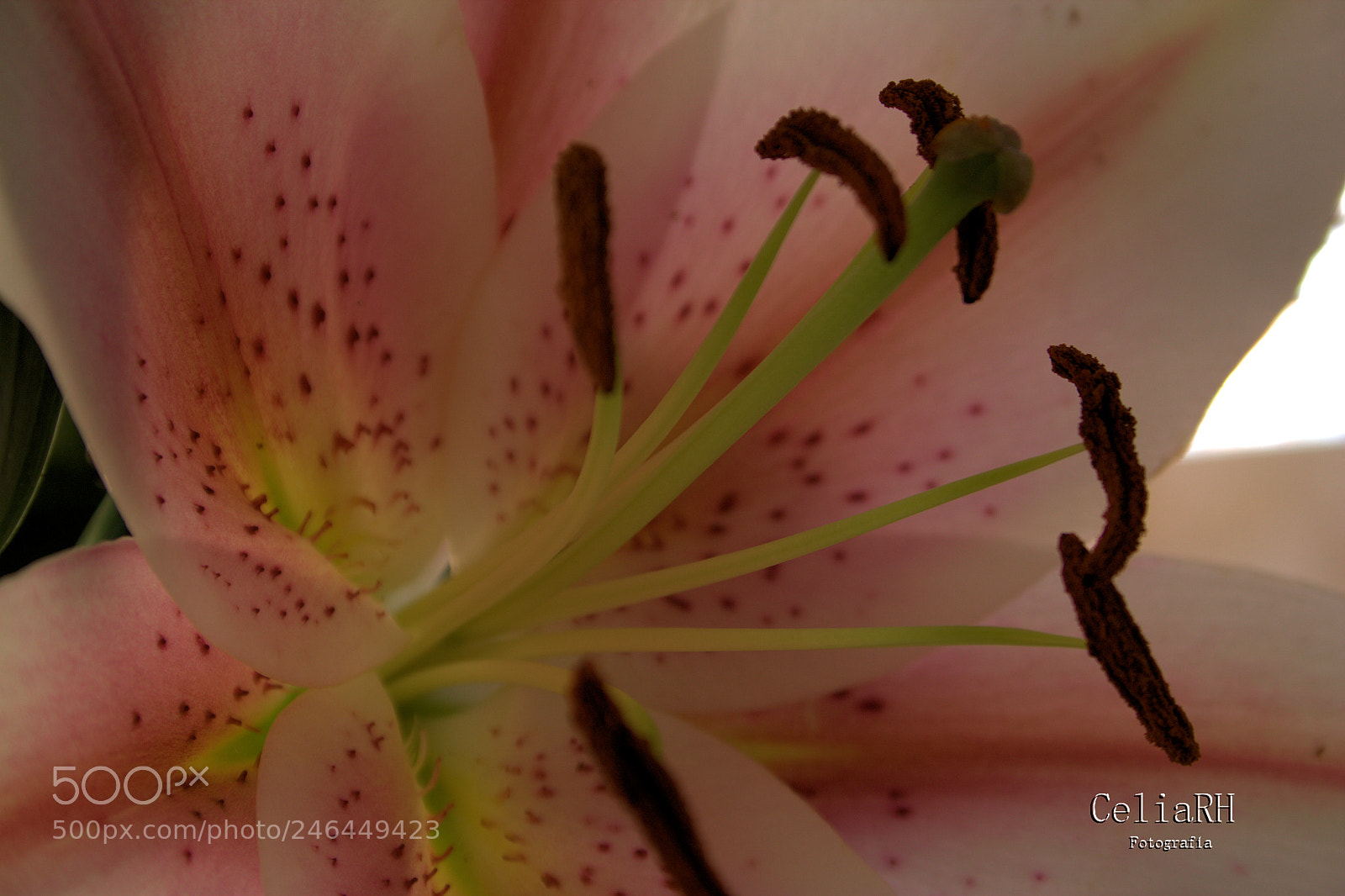 Canon EOS 1000D (EOS Digital Rebel XS / EOS Kiss F) sample photo. Lilium flower photography