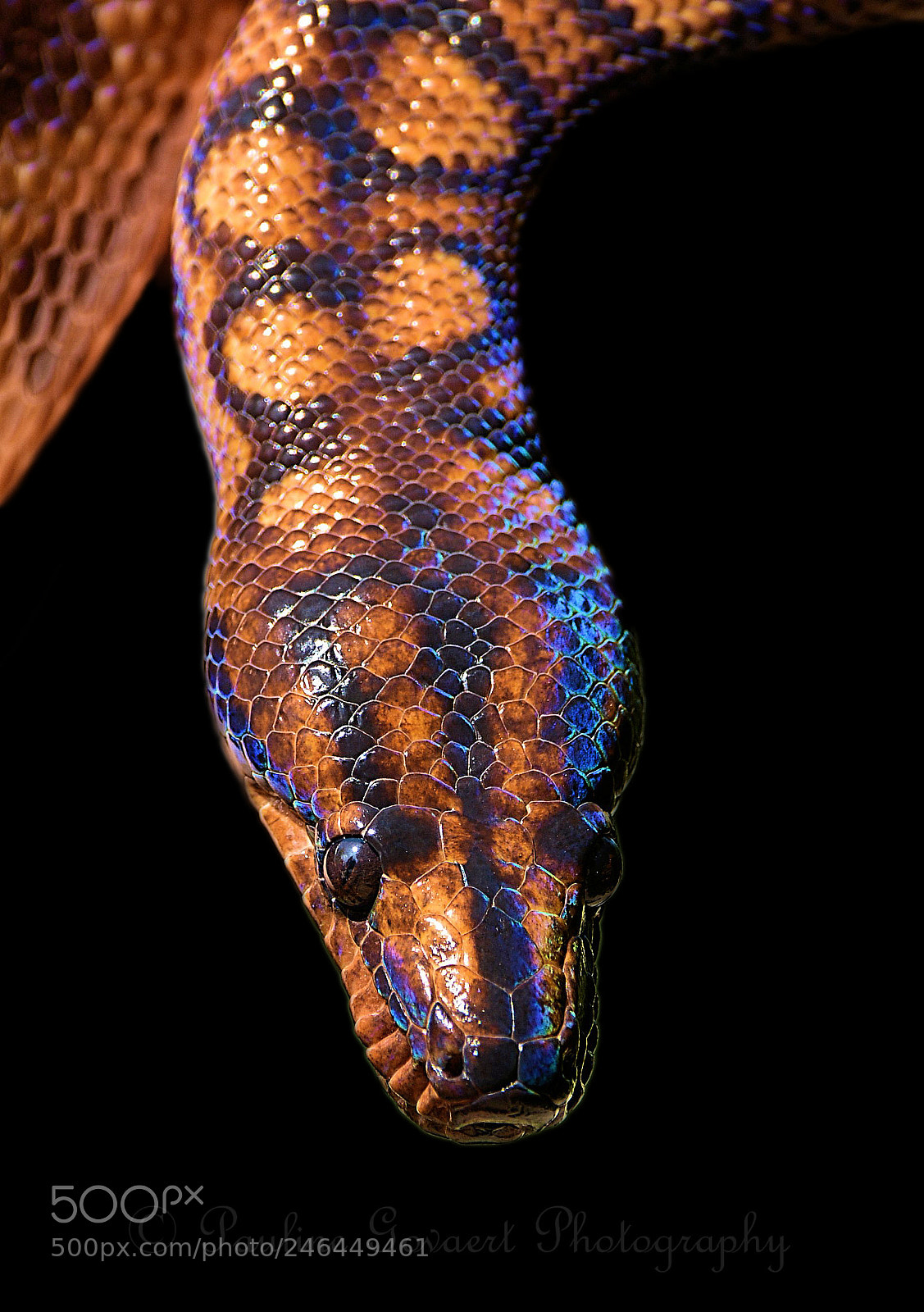Nikon D7100 sample photo. Rainbow boa photography