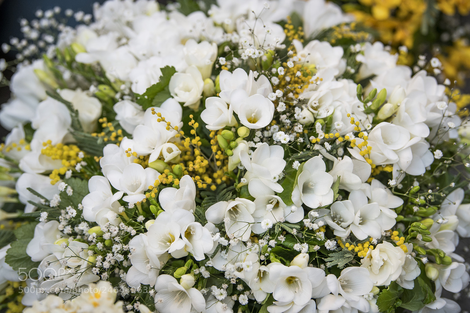 Nikon D850 sample photo. Flower white yellow photography