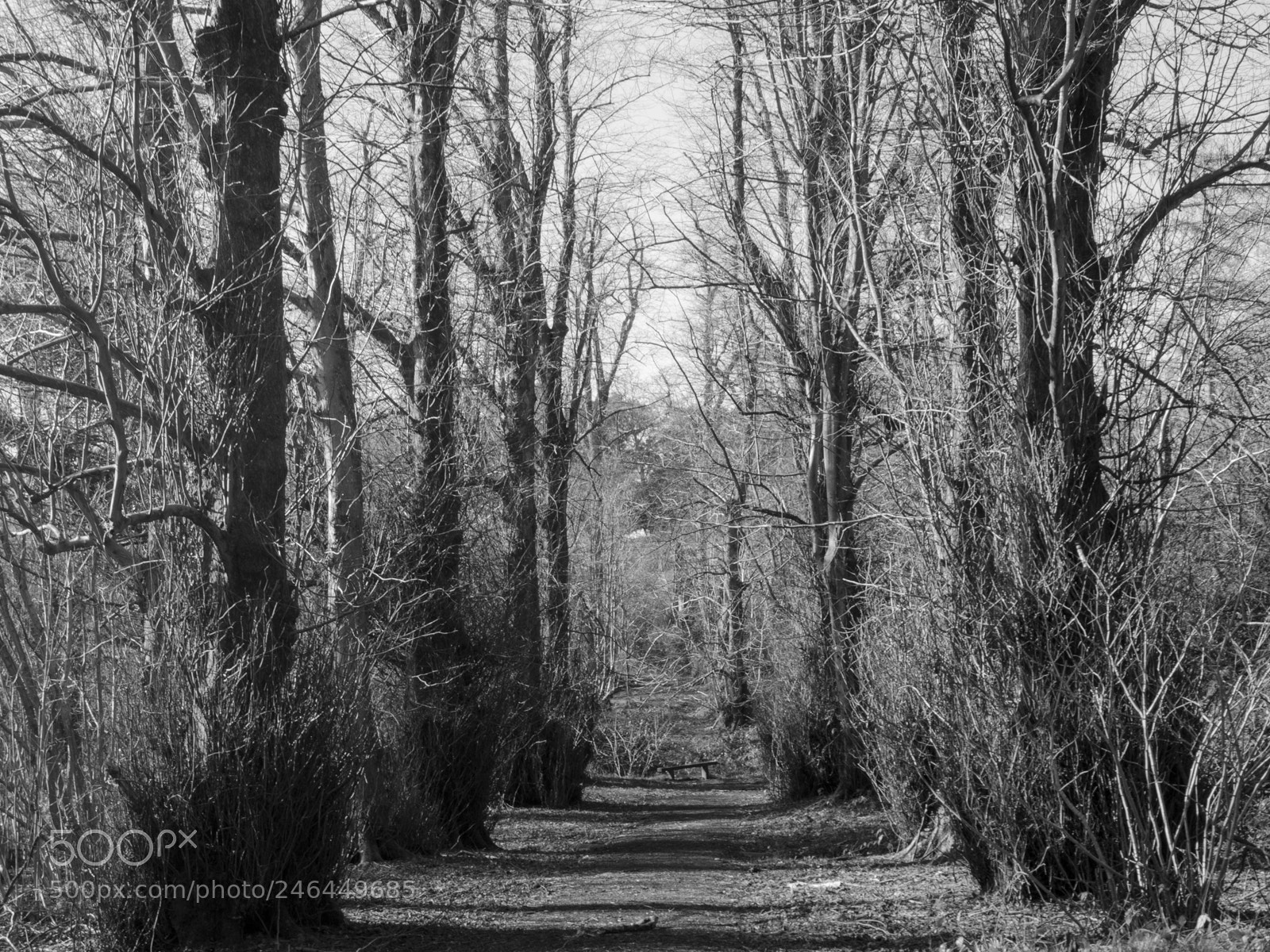 Olympus PEN E-PL8 sample photo. Forest photography