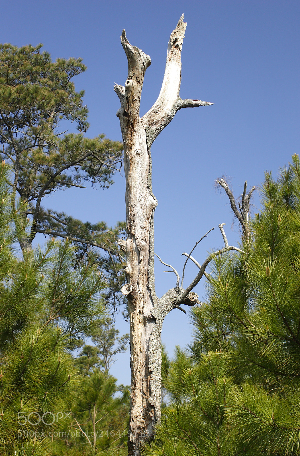 Canon EOS 300D (EOS Digital Rebel / EOS Kiss Digital) sample photo. Dead pine, chincoteague nwr photography