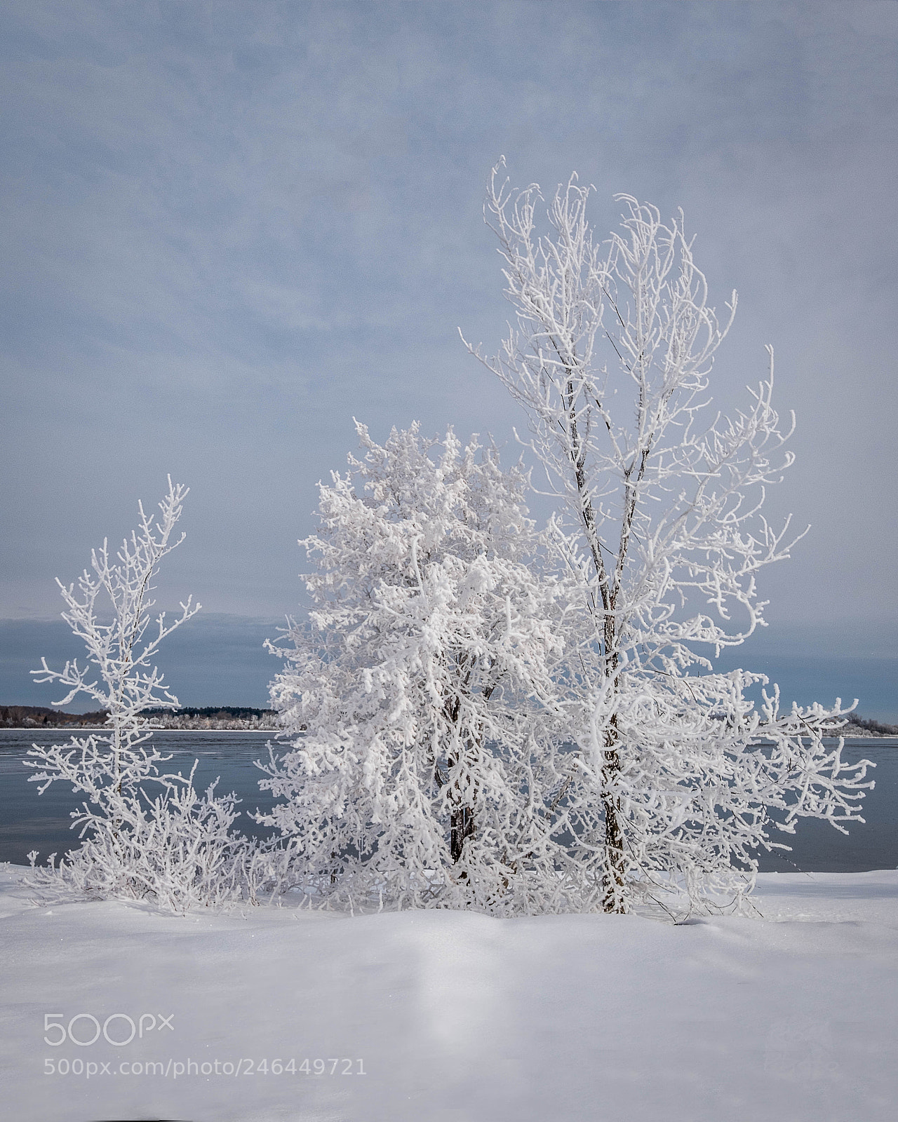 Fujifilm X-T2 sample photo. Frosty trees on bate photography