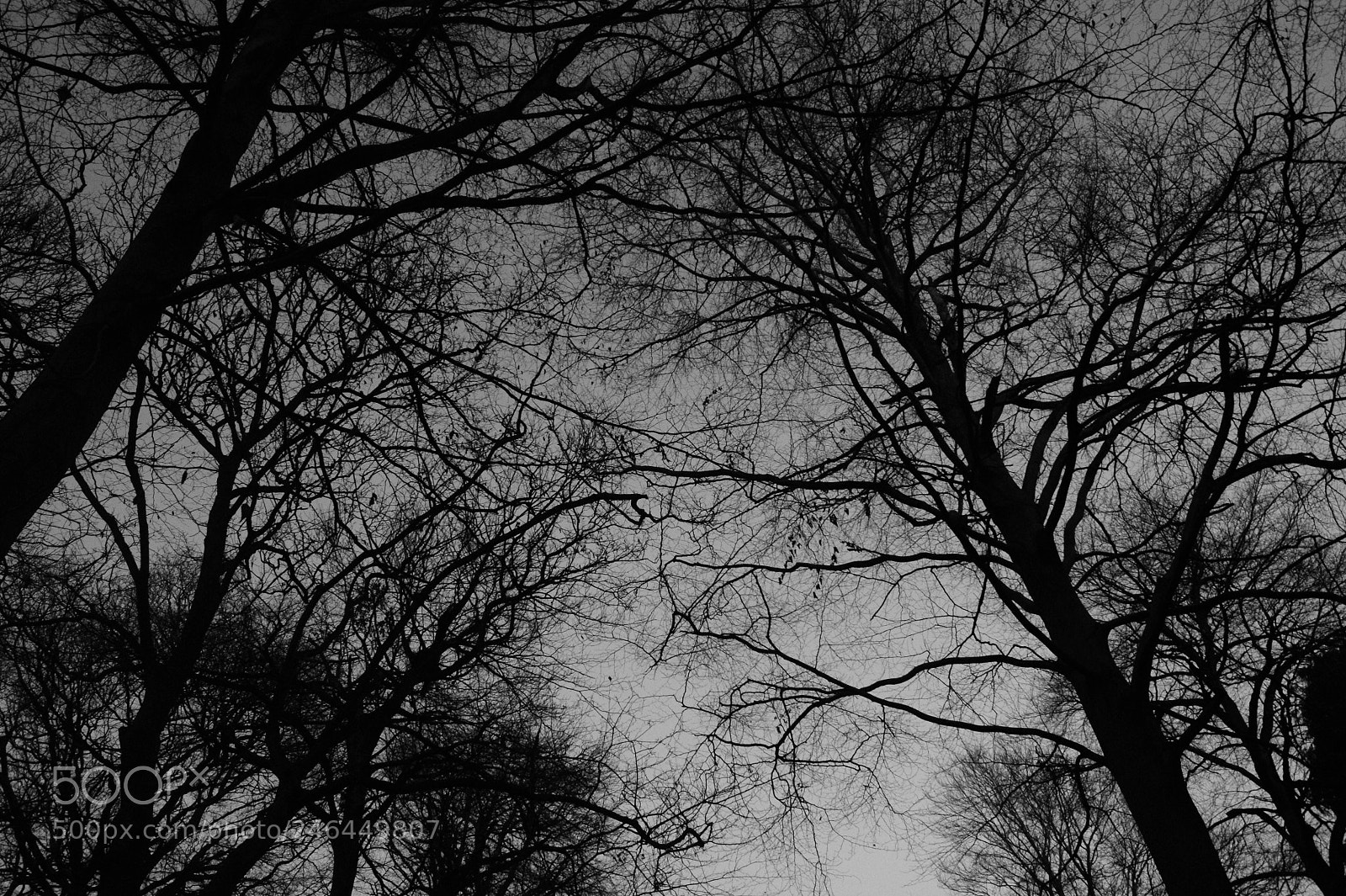 Sony Alpha DSLR-A290 sample photo. Untitled photography