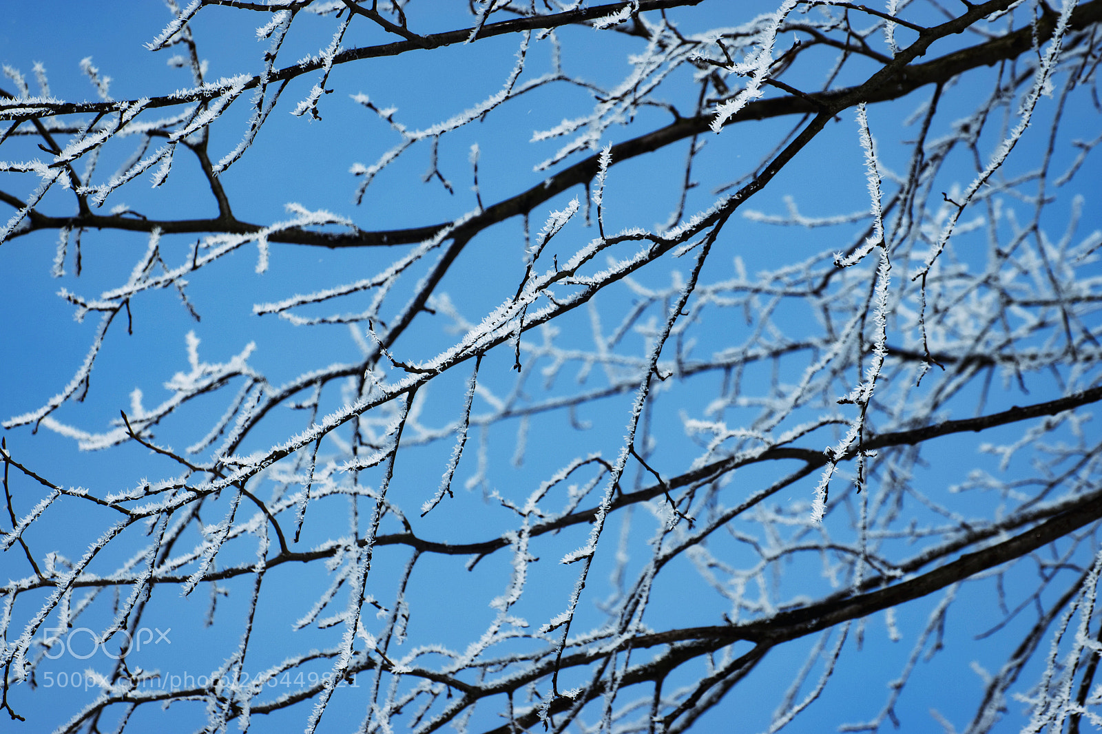 Nikon D5500 sample photo. Frost on tree branches photography