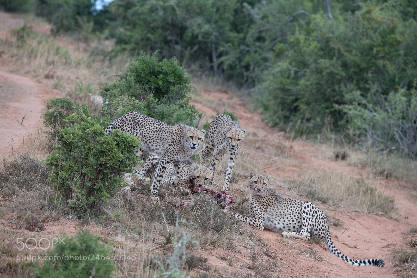 Nikon D850 sample photo. Cheetahs feeding photography