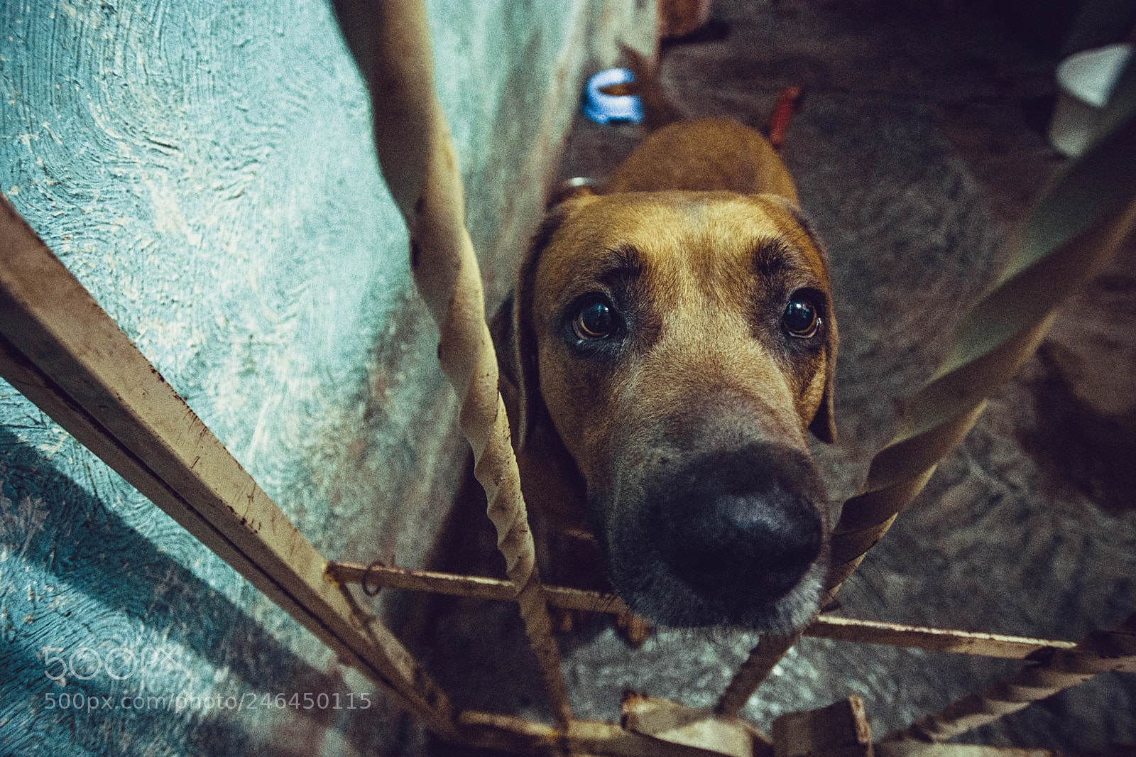 Nikon D7200 sample photo. Millo photography