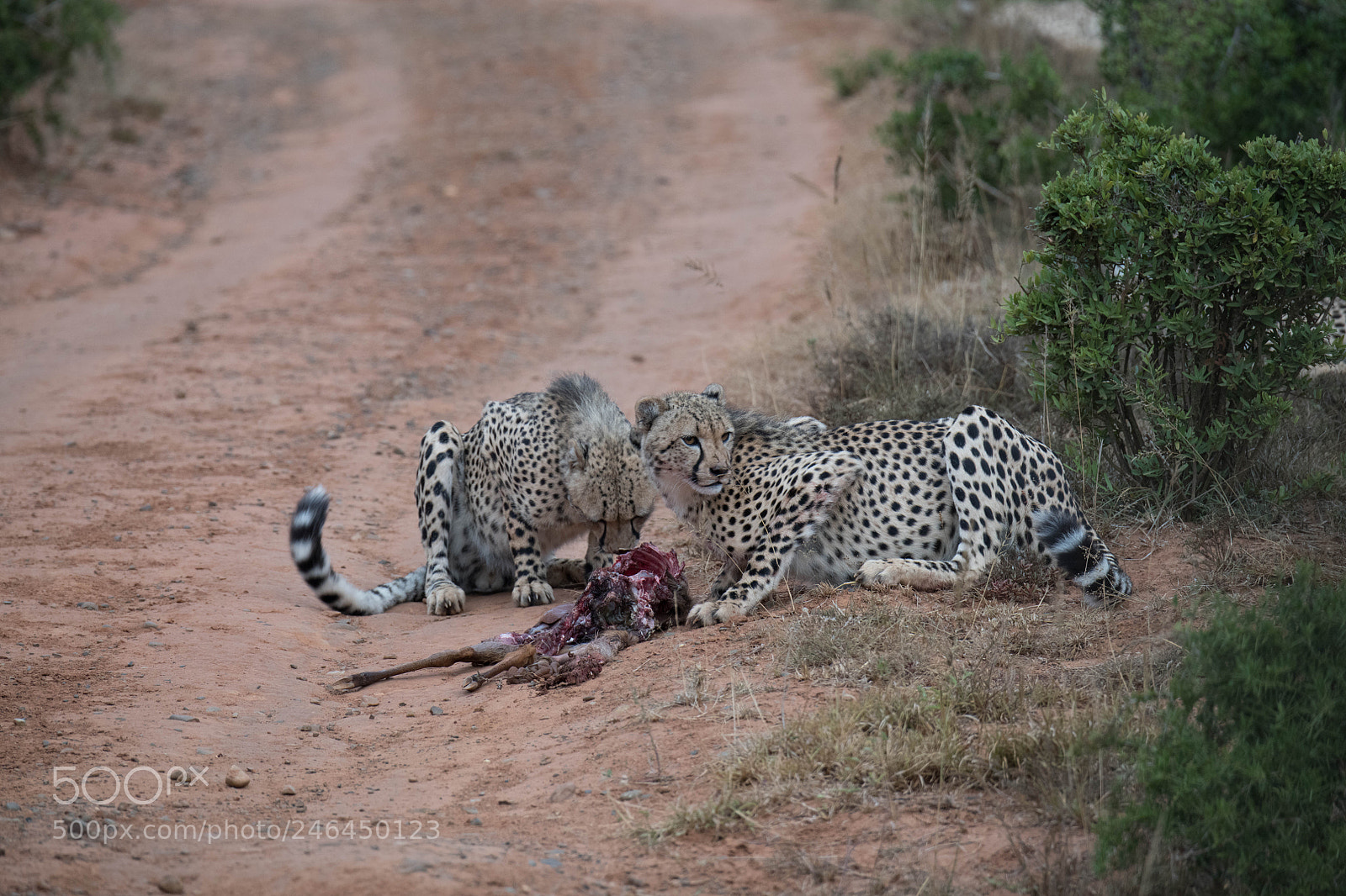 Nikon D850 sample photo. Cheetahs feeding photography
