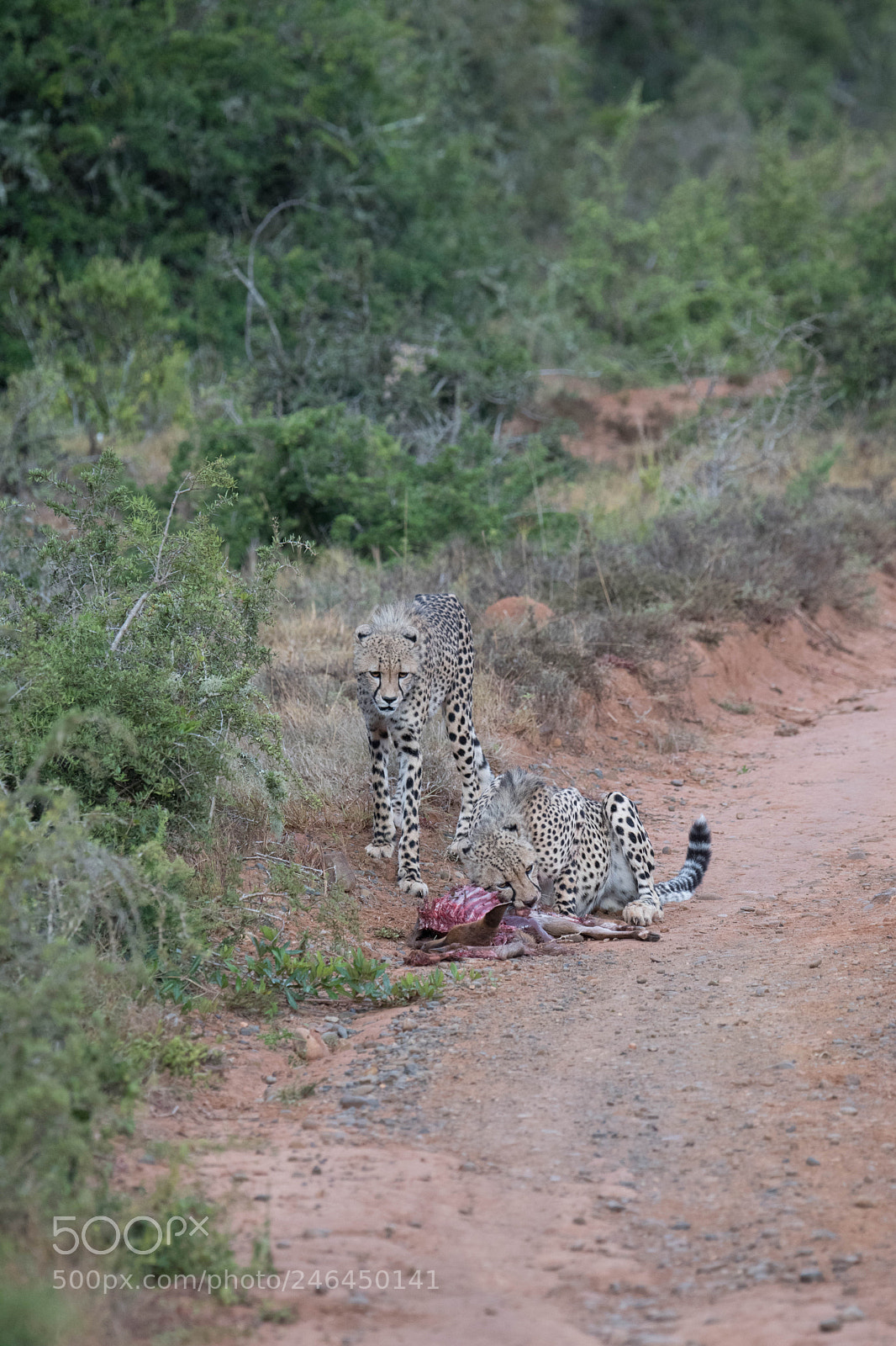 Nikon D850 sample photo. Cheetah feeding photography