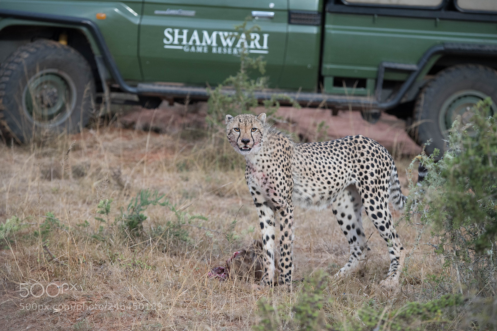 Nikon D850 sample photo. Cheetah photography