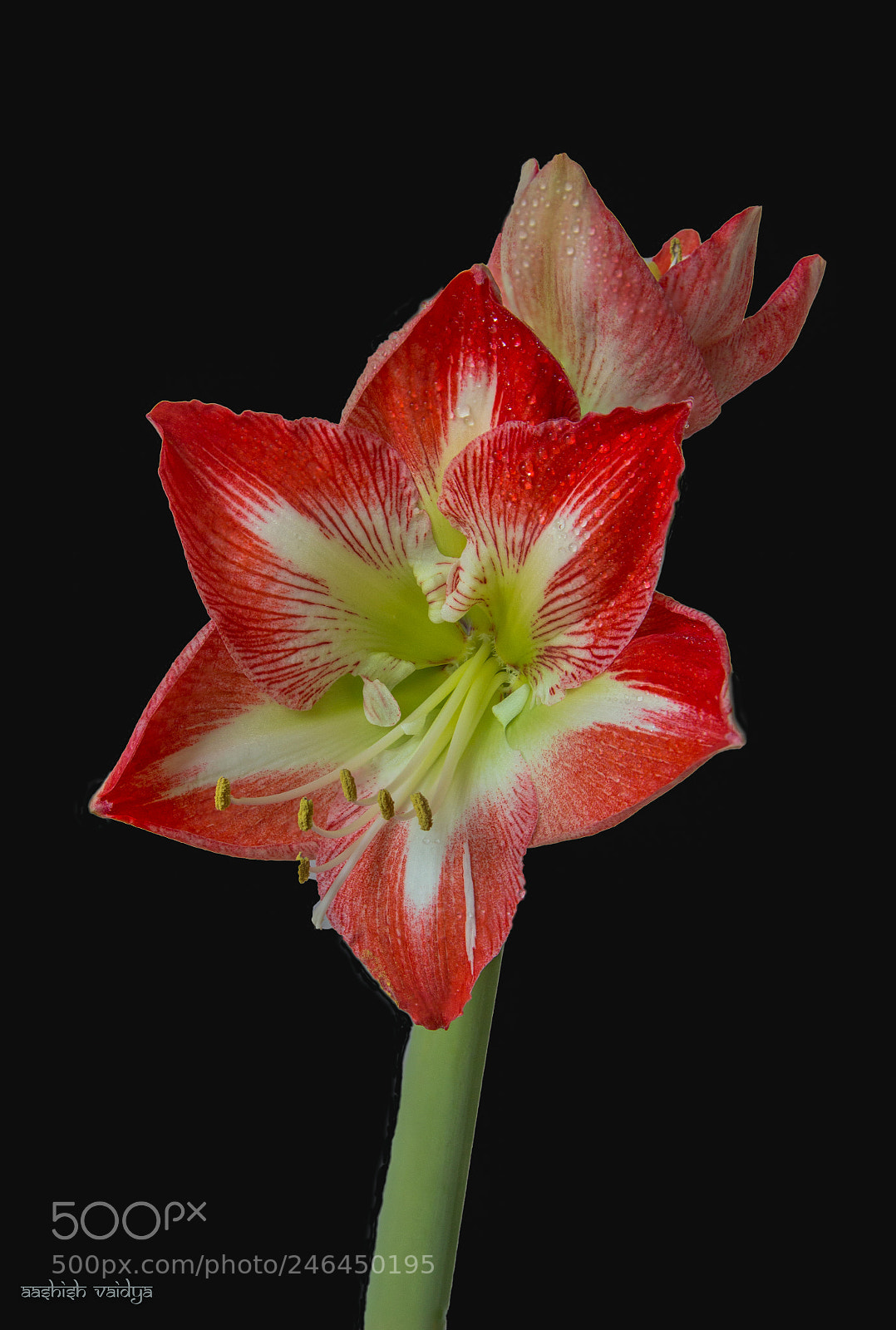 Canon EOS 600D (Rebel EOS T3i / EOS Kiss X5) sample photo. Amaryllis photography